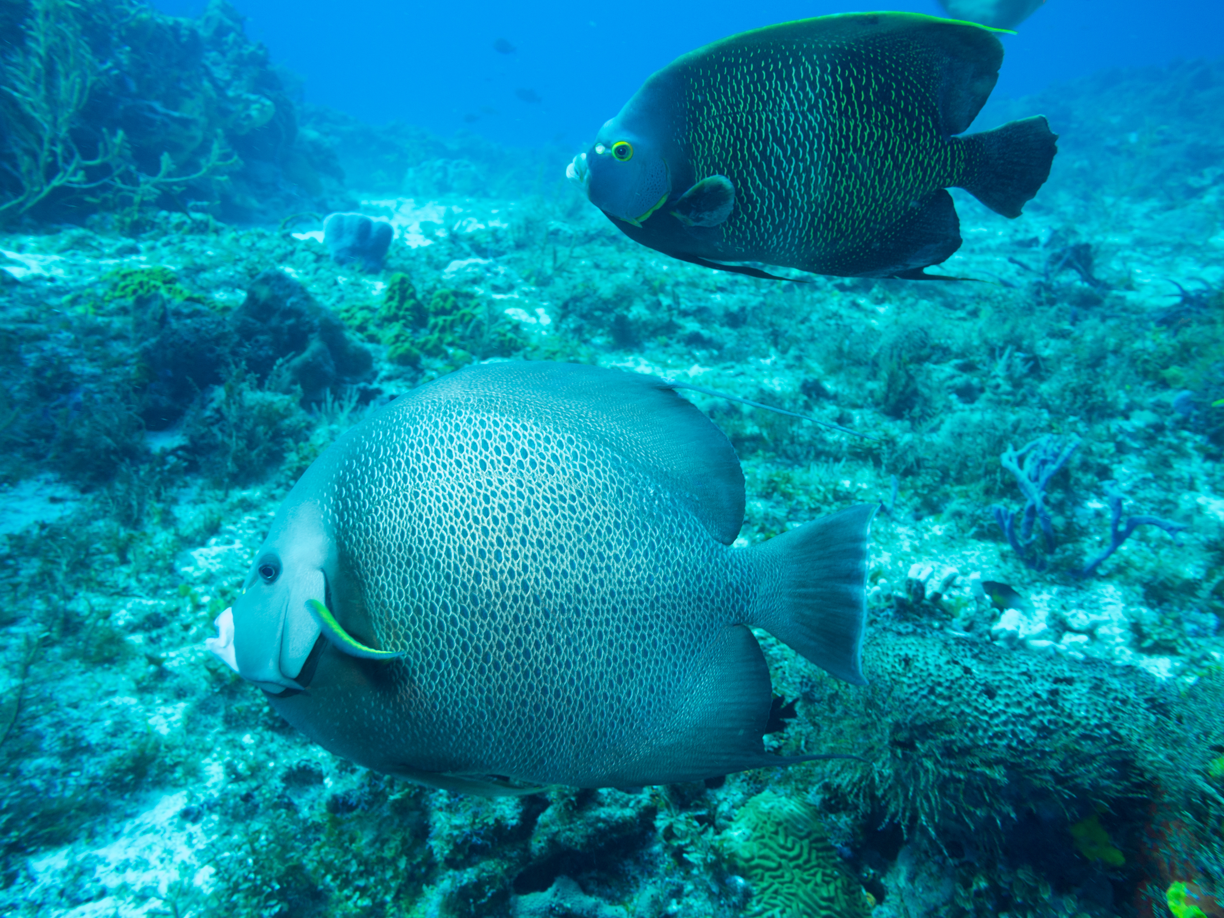 Shutterstock 197431934 (Diving On A Coral Reef Off Mexico)
