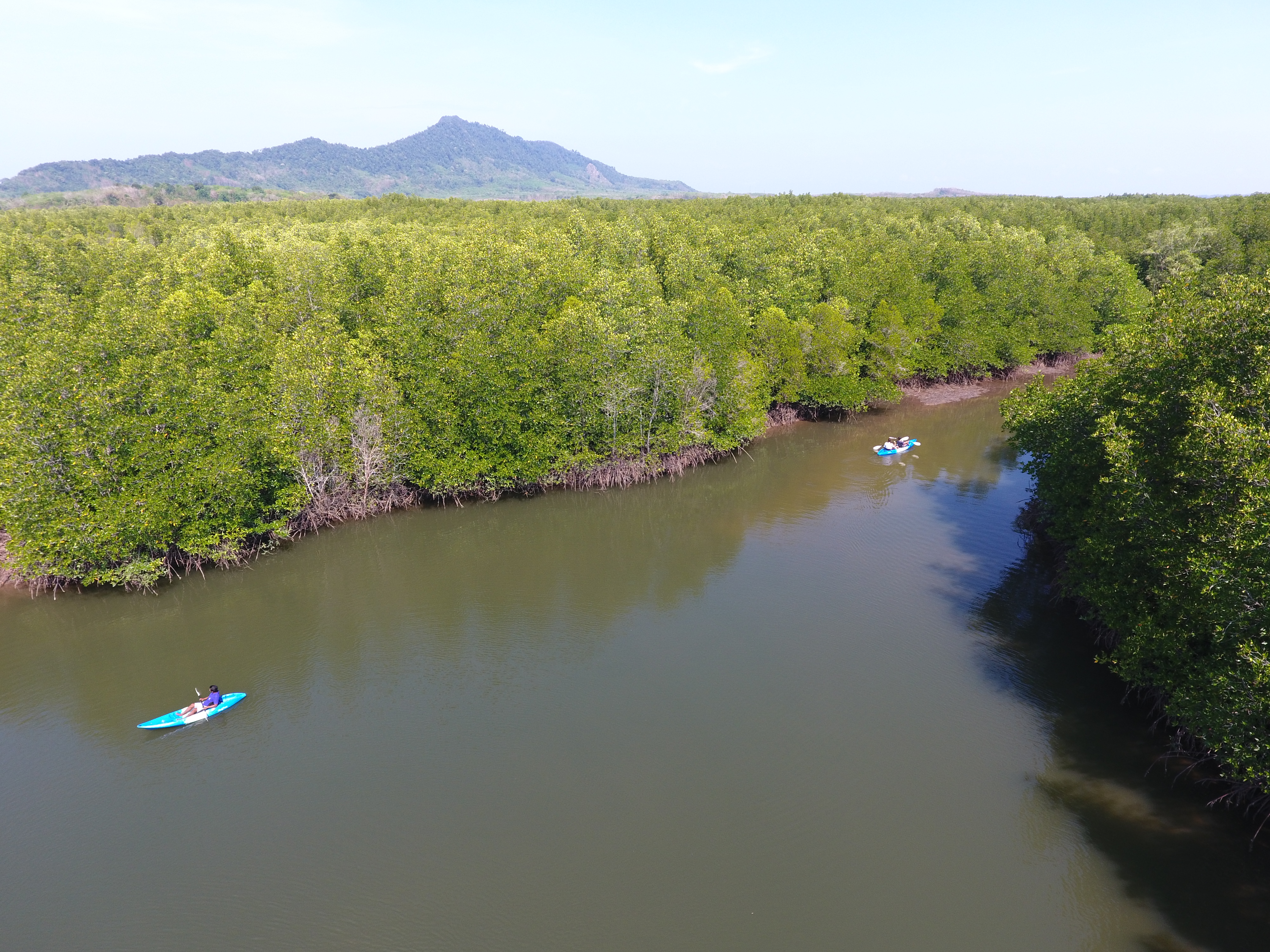Kayak Mangroves