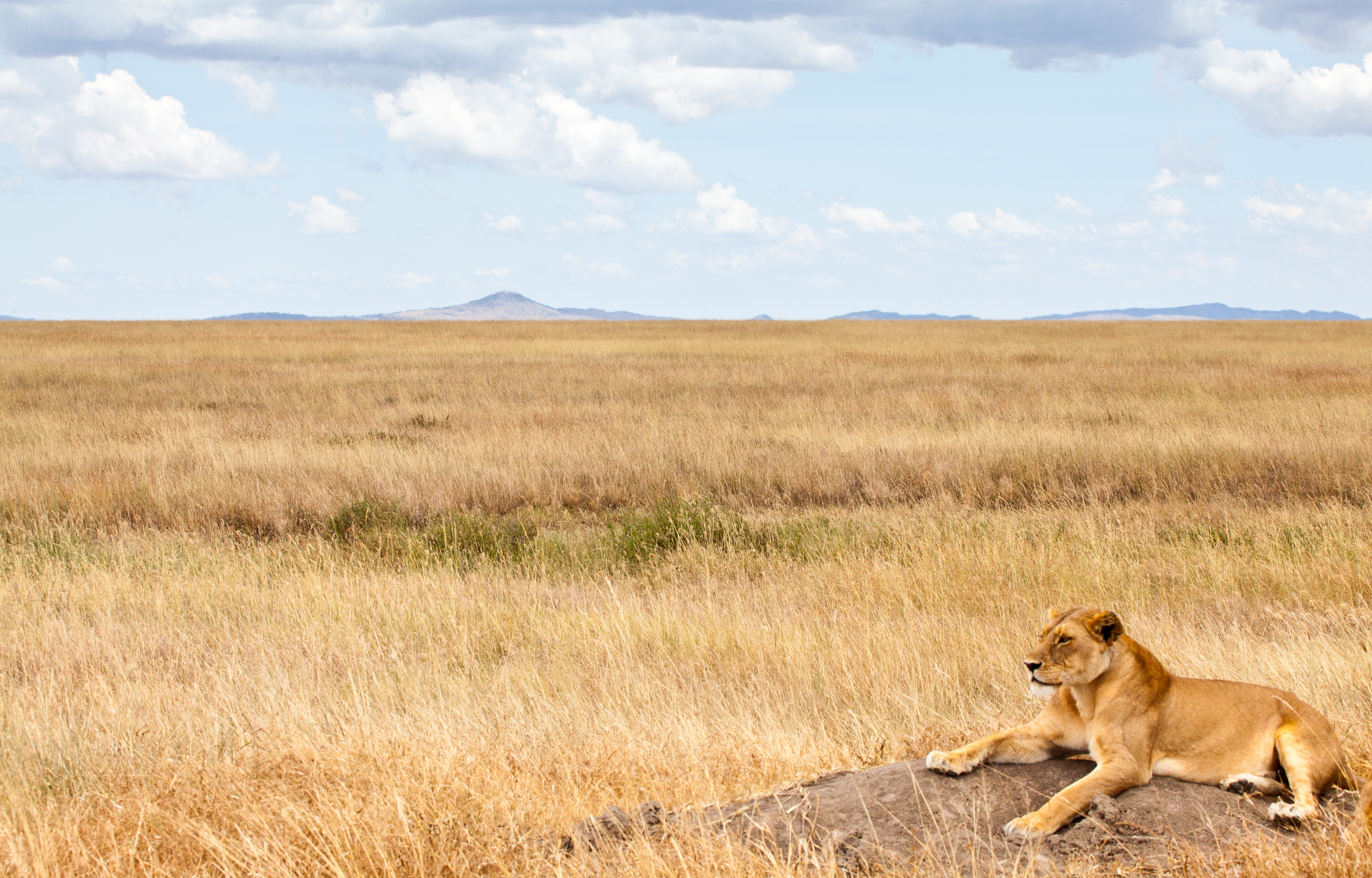 shutterstock_114791017 A lioness scans the Savannah for her next meal. Serengeti National Park, Tanzania.jpg