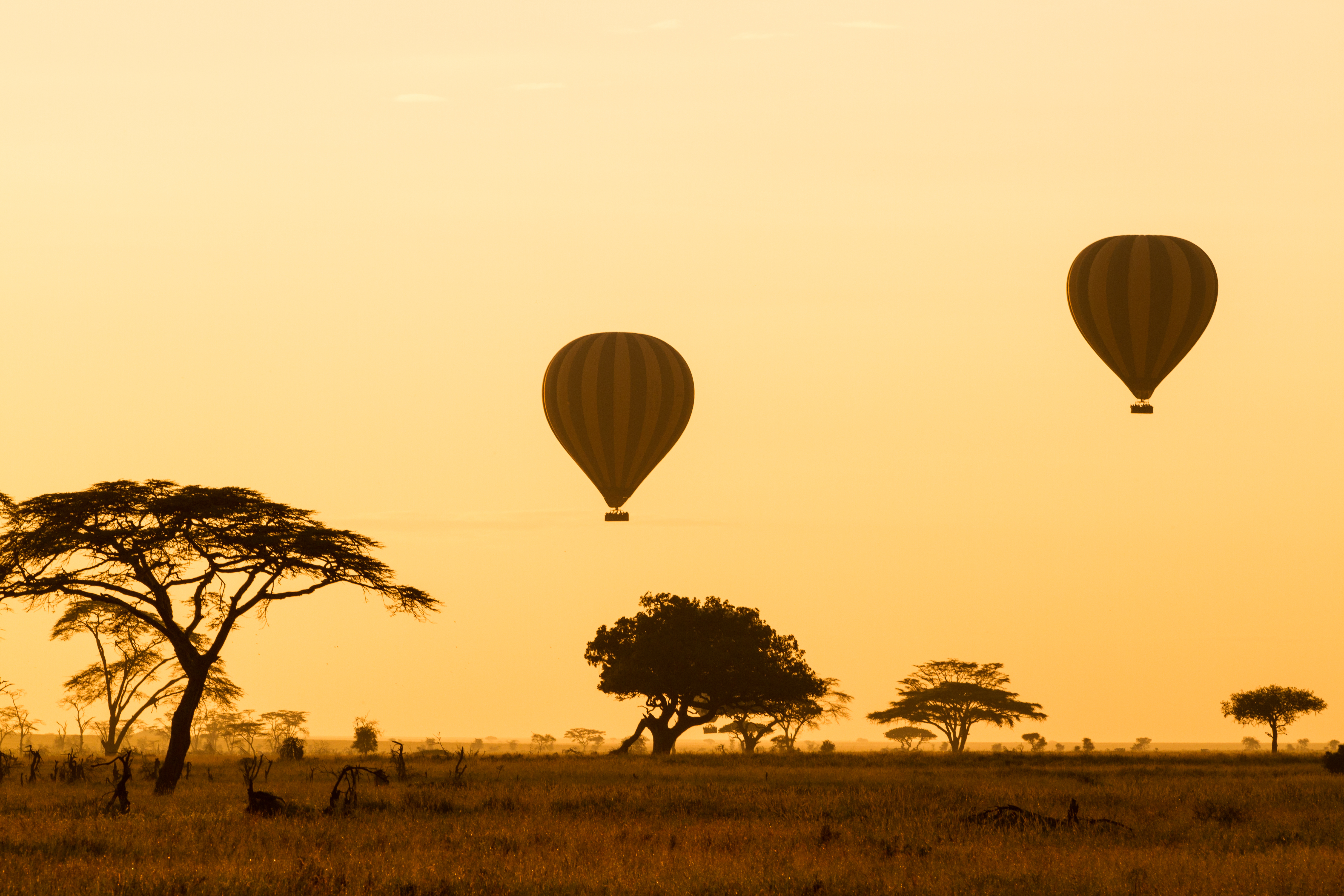 shutterstock_177189071 Hot Air Balloons over the Serengeti at sunrise.jpg