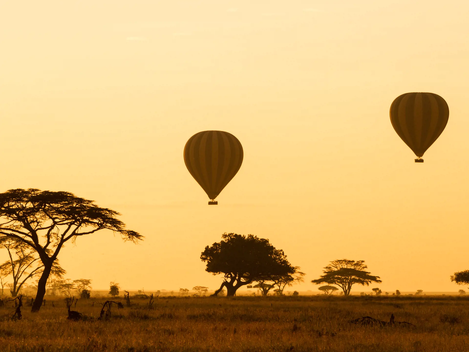shutterstock_177189071 Hot Air Balloons over the Serengeti at sunrise.jpg