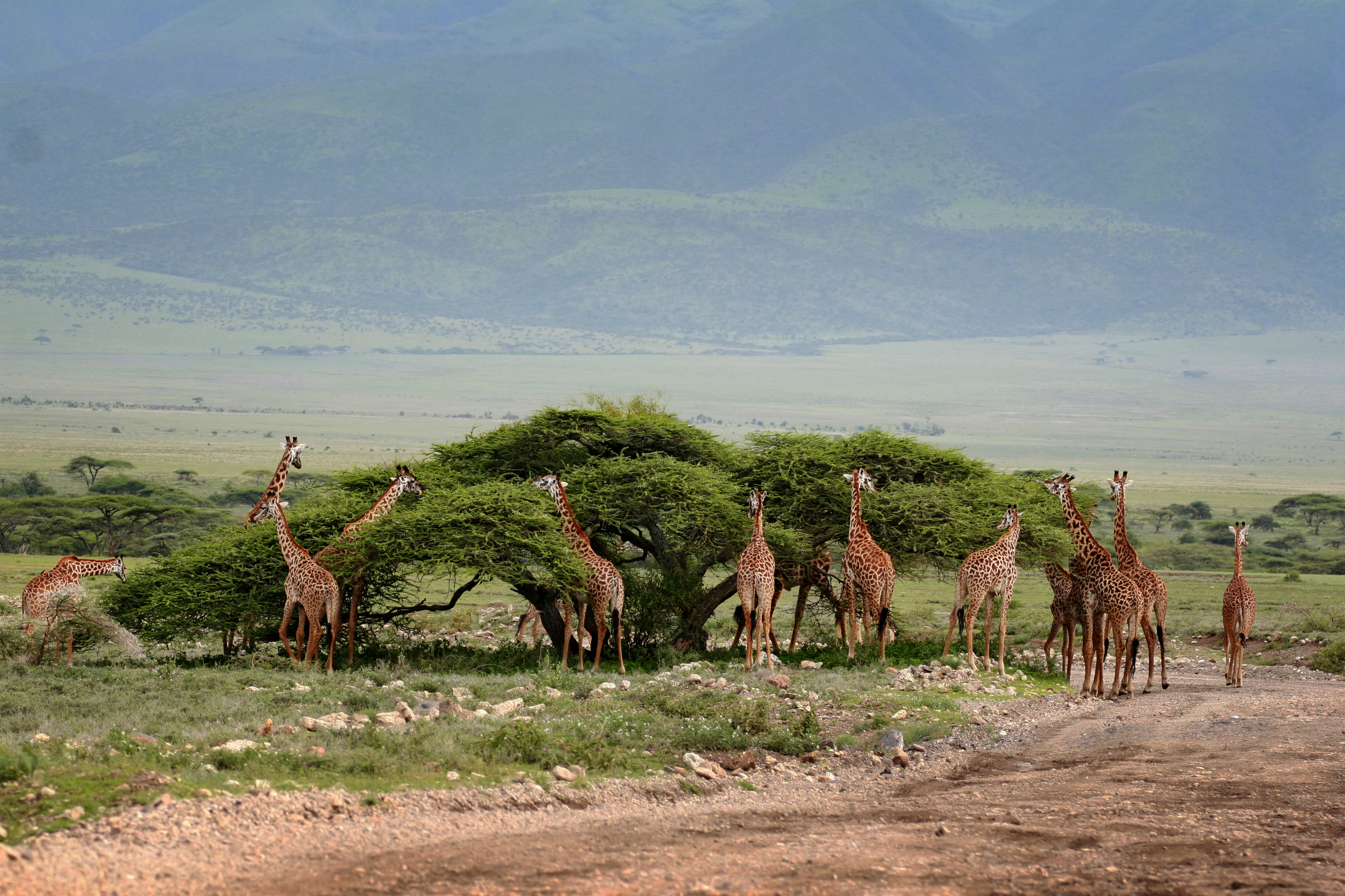 shutterstock_312518420 Herd wild herbivorous cloven-hoofed animals, giraffes African savannah, Serengeti, Tanzania..jpg