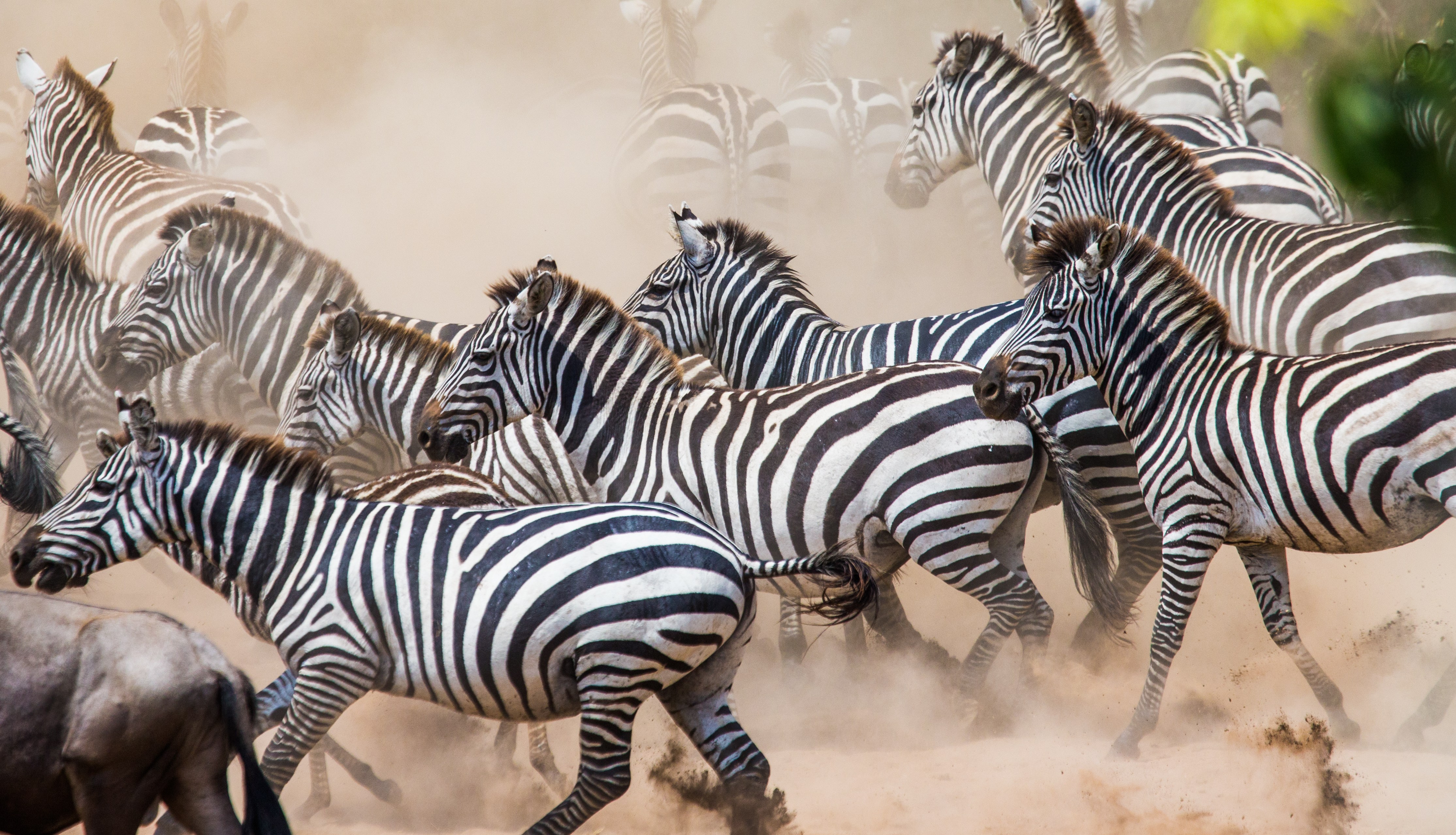 shutterstock_369111680 Group of zebras in the dust. Kenya. Tanzania. National Park. Serengeti..jpg