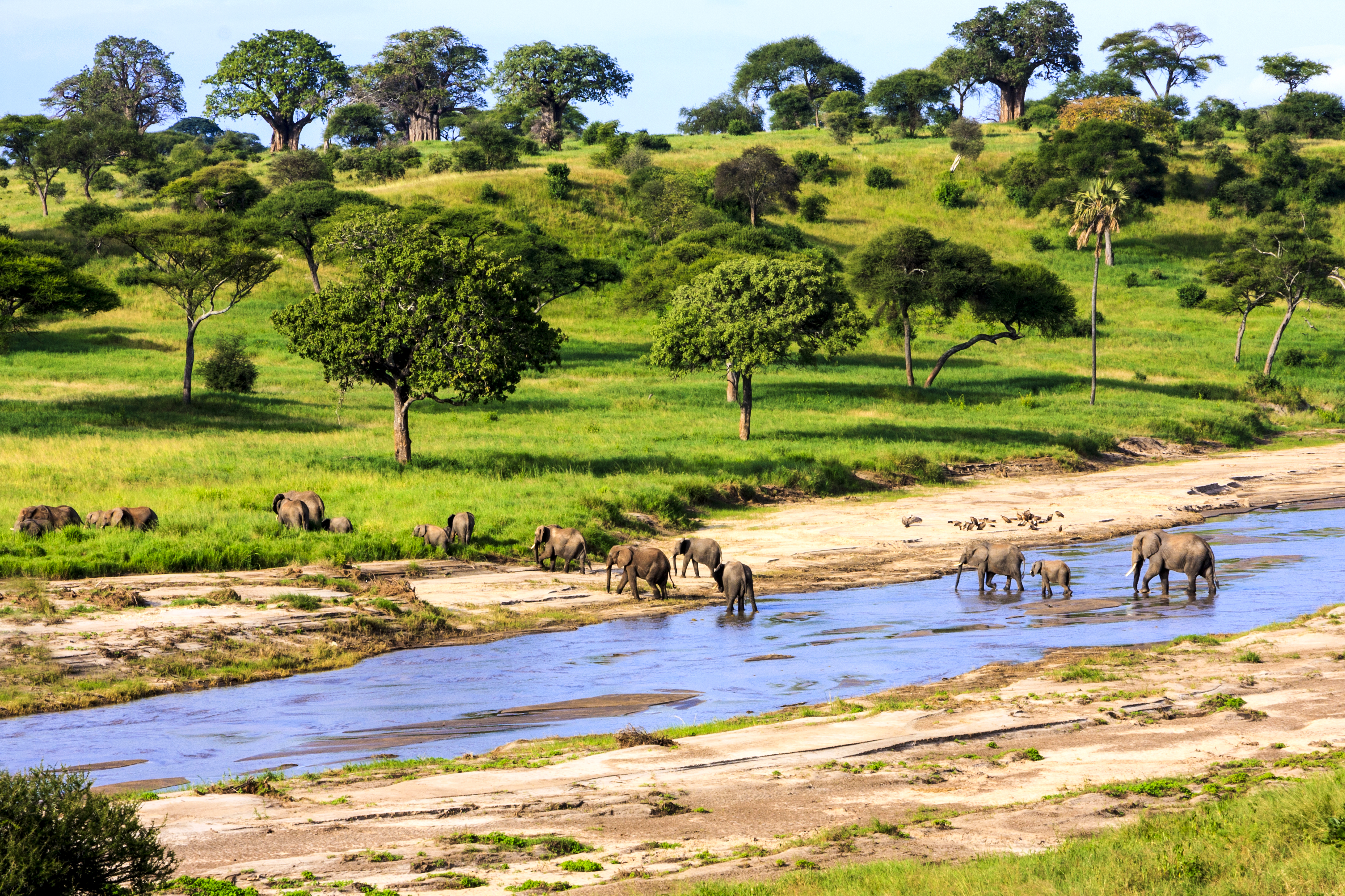 shutterstock_379974949 Elephants crossing the river in Serengeti National Park, Tanzania, Africa.jpg