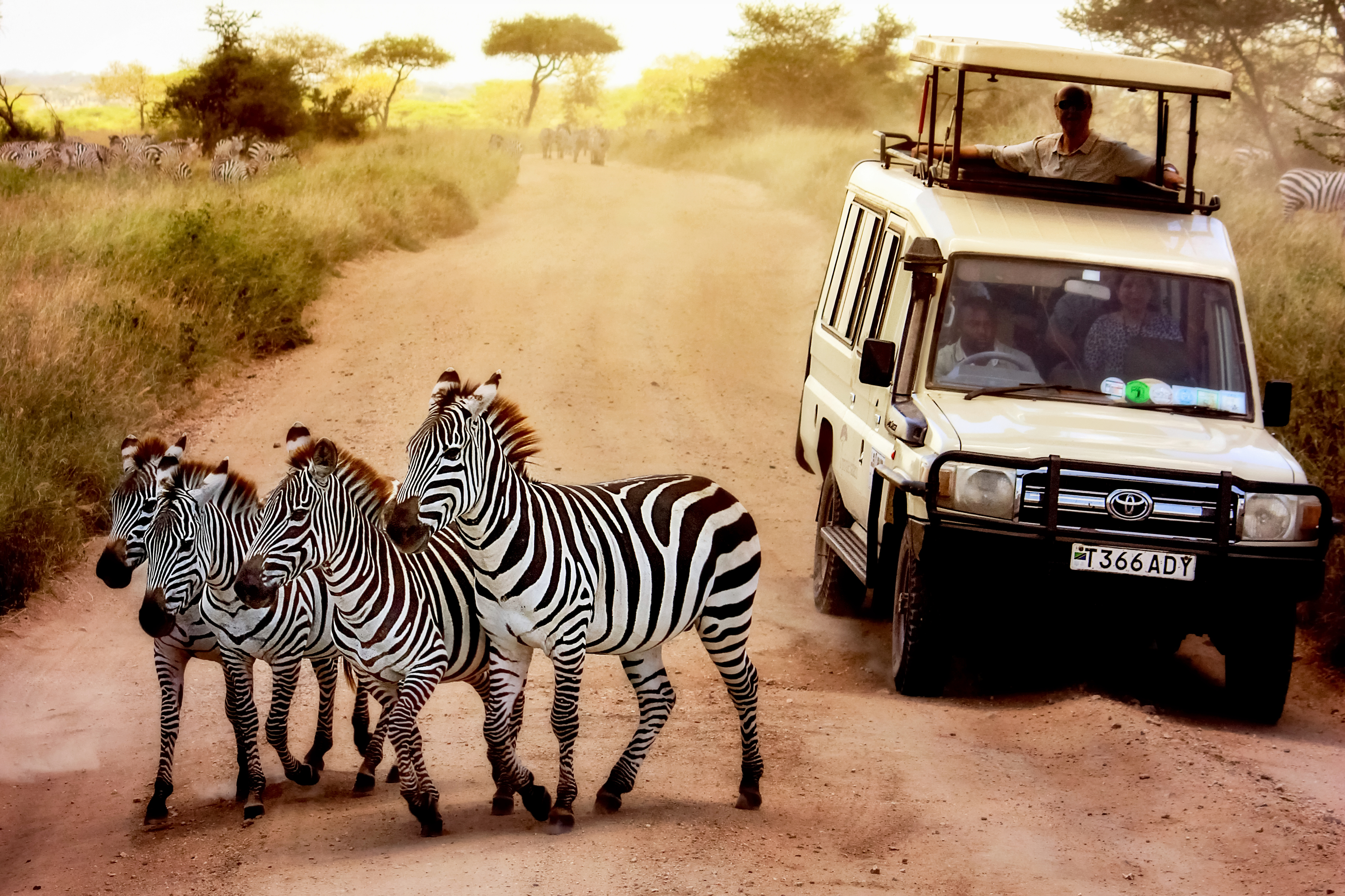 shutterstock_551326318 Zebras on the road in Serengeti national park in front of the jeep with tourists..jpg