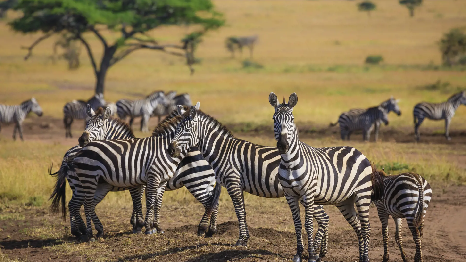 shutterstock_731633662 Zebras in Serengeti National park - Tanzania.jpg
