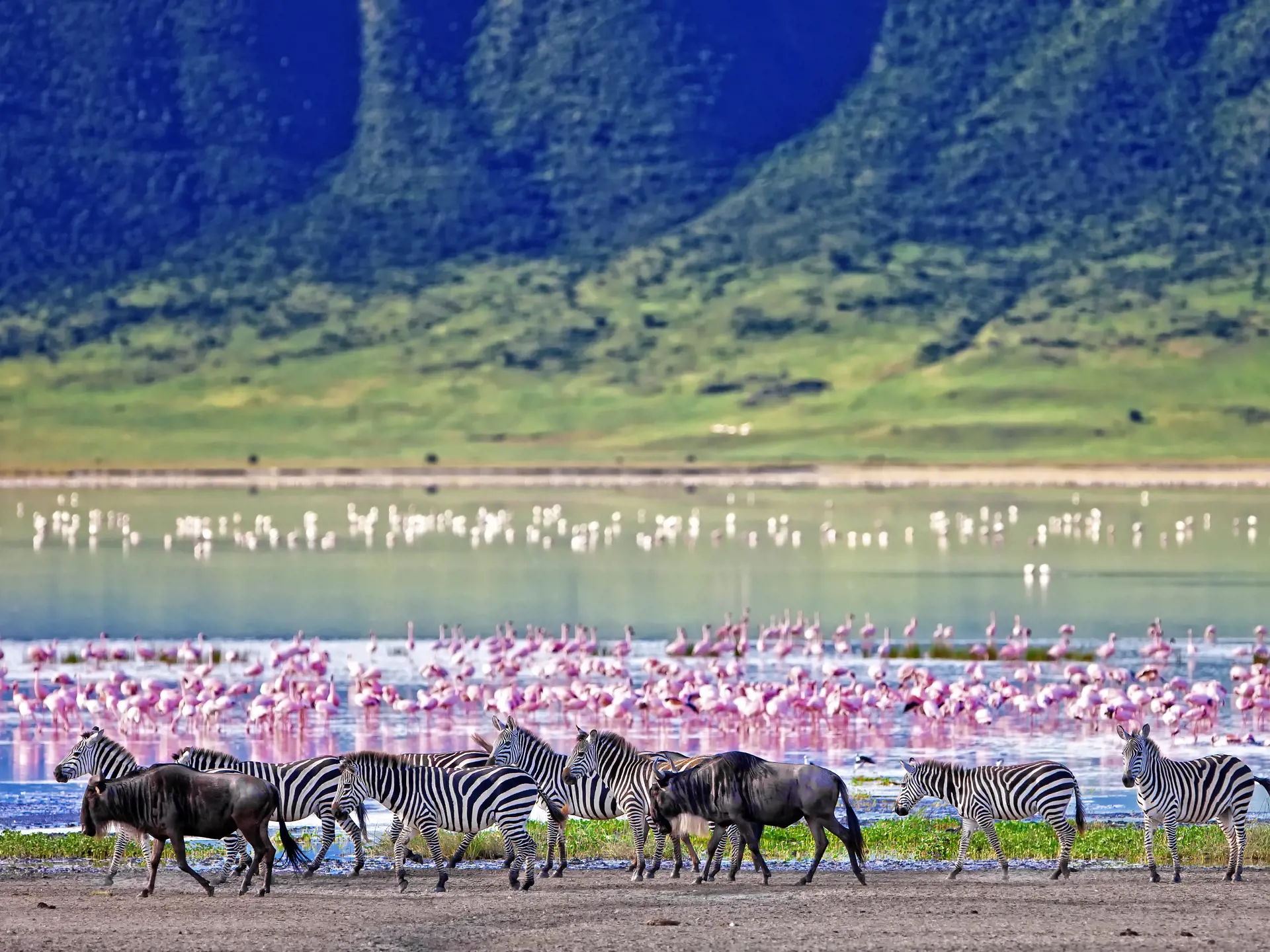 shutterstock_212602420 Zebras and wildebeests walking beside the lake in the Ngorongoro Crater, Tanzania, flamingos in the background.jpg