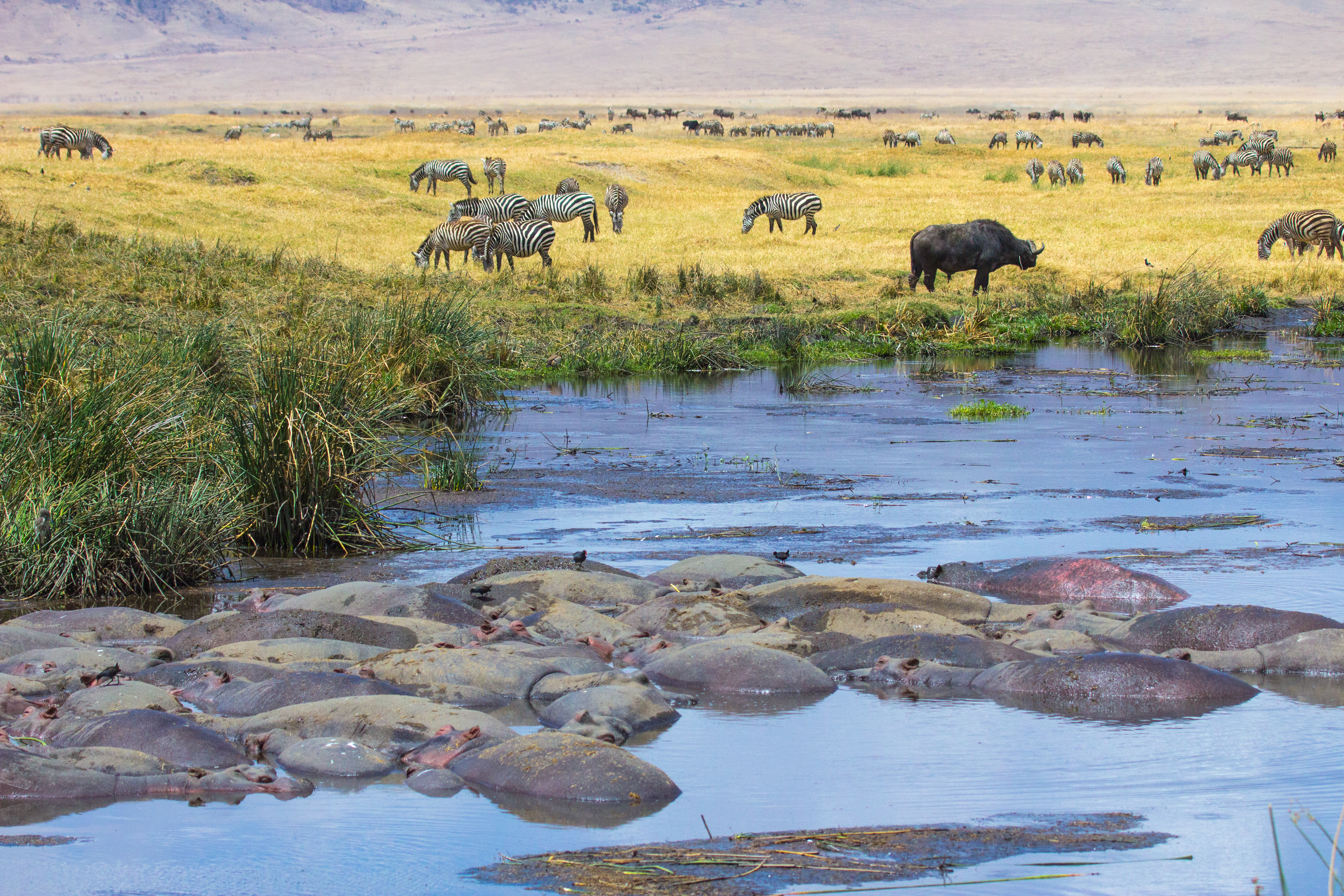 shutterstock_606440933 Vista of wildlife in Ngorongoro Crater in Tanzania Africa with hippos, zebras, wildebeest at the hippo pool..jpg