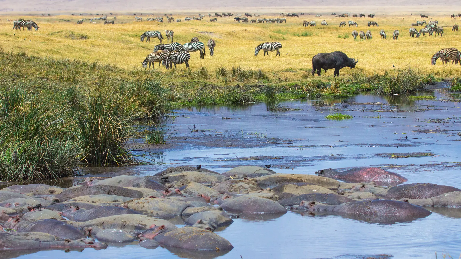 shutterstock_606440933 Vista of wildlife in Ngorongoro Crater in Tanzania Africa with hippos, zebras, wildebeest at the hippo pool..jpg