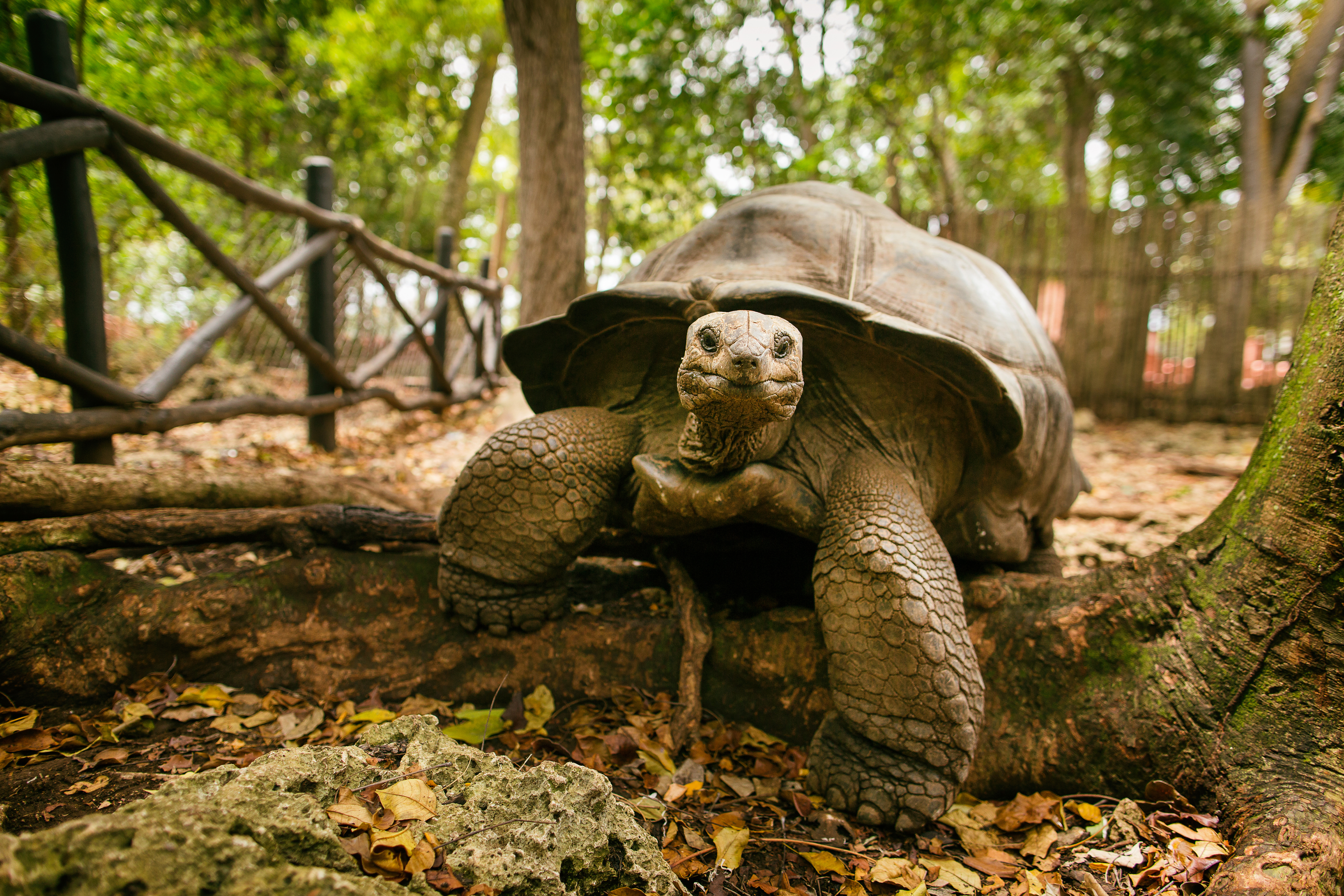 shutterstock_352842305 An Aldabra giant tortoise looks out from its shell on Prison Island off Zanzibar, Tanzania..jpg