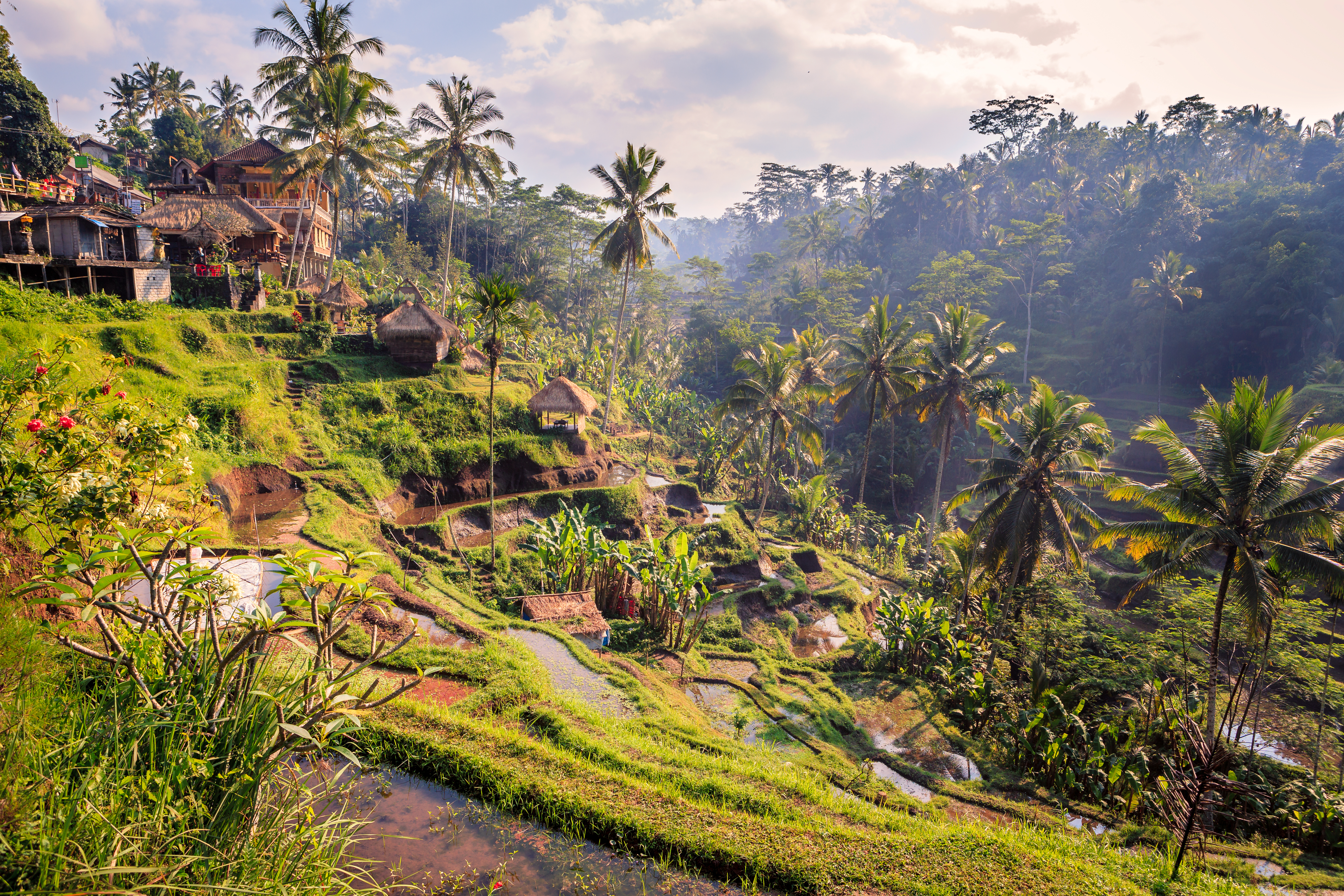 shutterstock_316997570  rice fields in the jungle and the mountain near Ubud in Bali.jpg