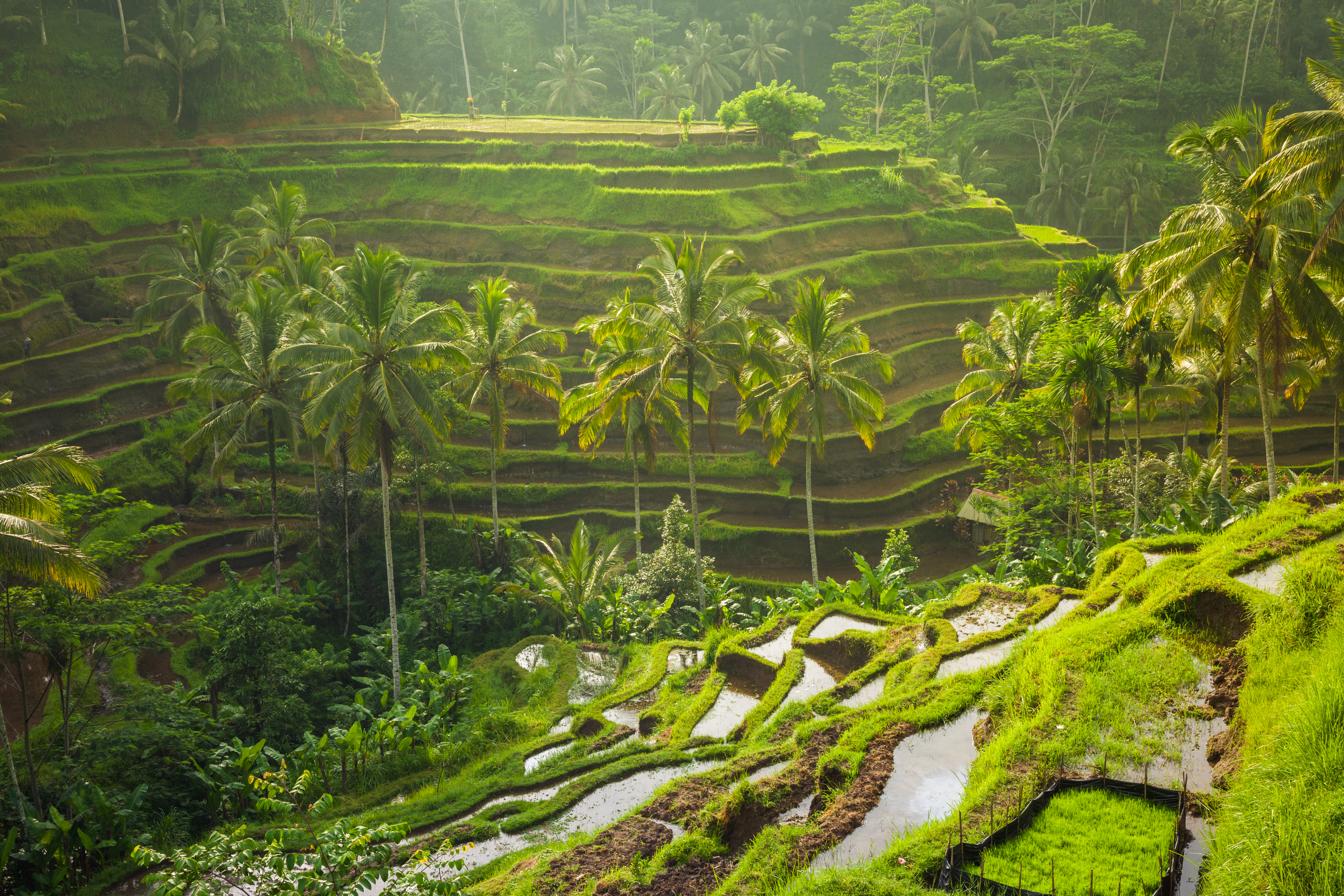 shutterstock_390855292 Beautiful rice terraces in the morning light near Tegallalang village, Ubud, Bali, Indonesia..jpg