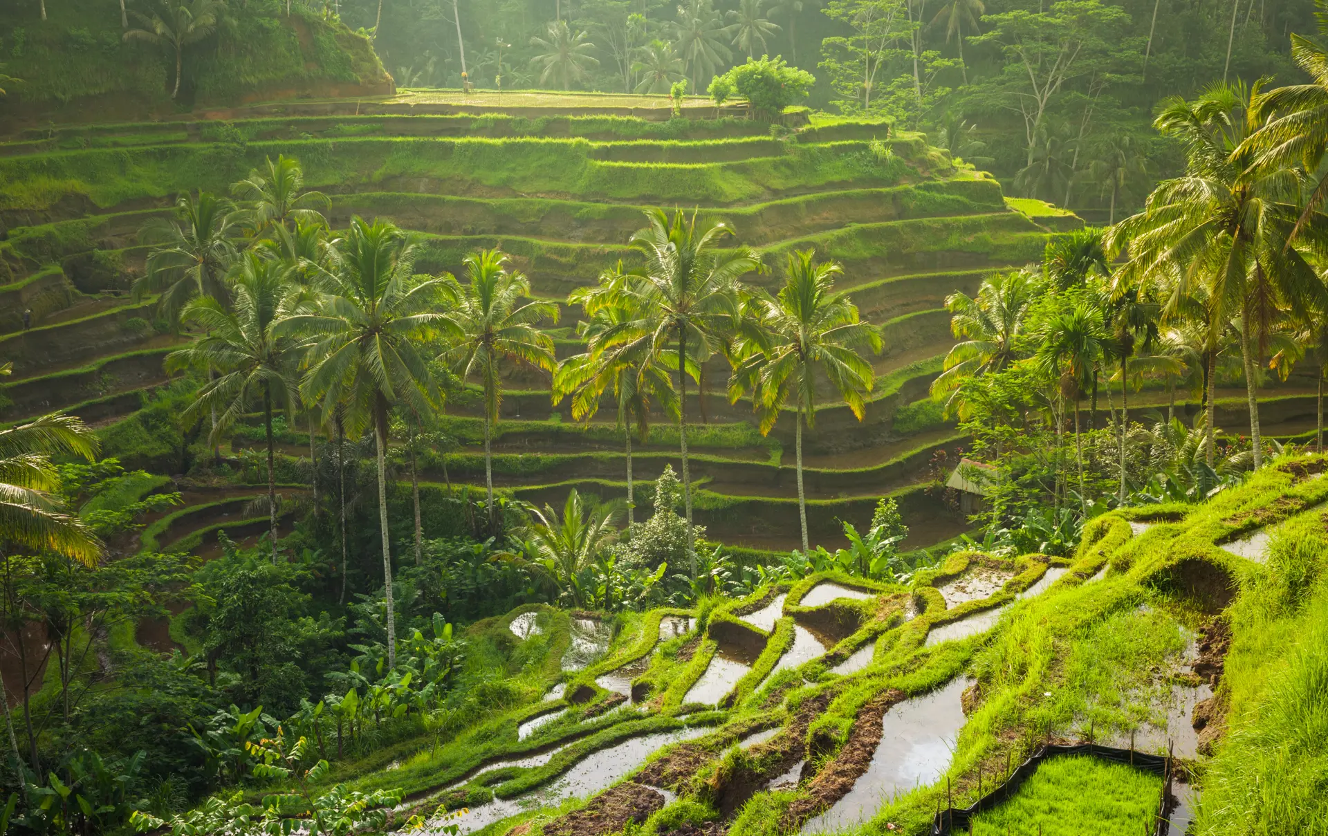 shutterstock_390855292 Beautiful rice terraces in the morning light near Tegallalang village, Ubud, Bali, Indonesia..jpg