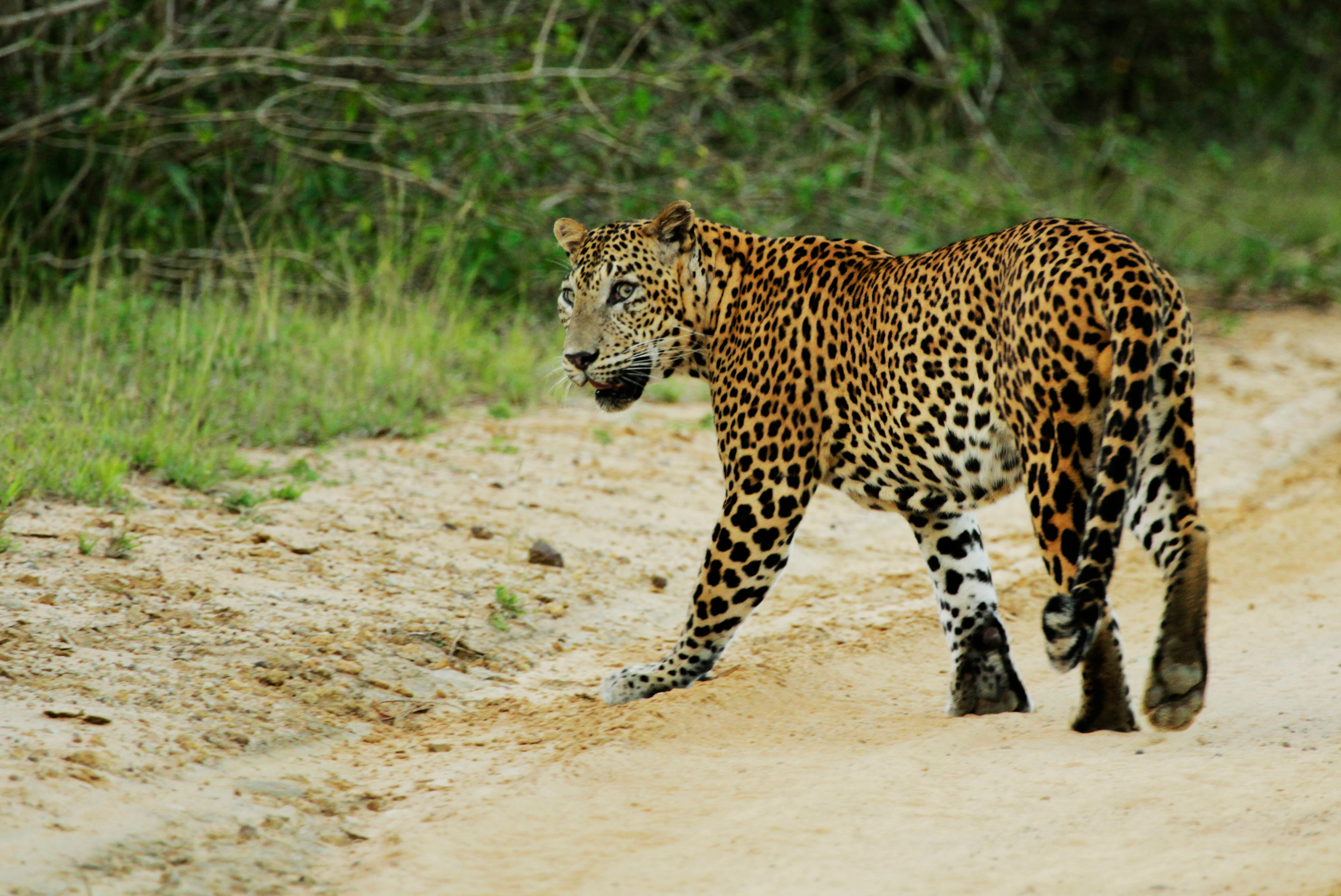 shutterstock_787199200 Sri Lankan leopard. This was captured at Wilpattu.jpg