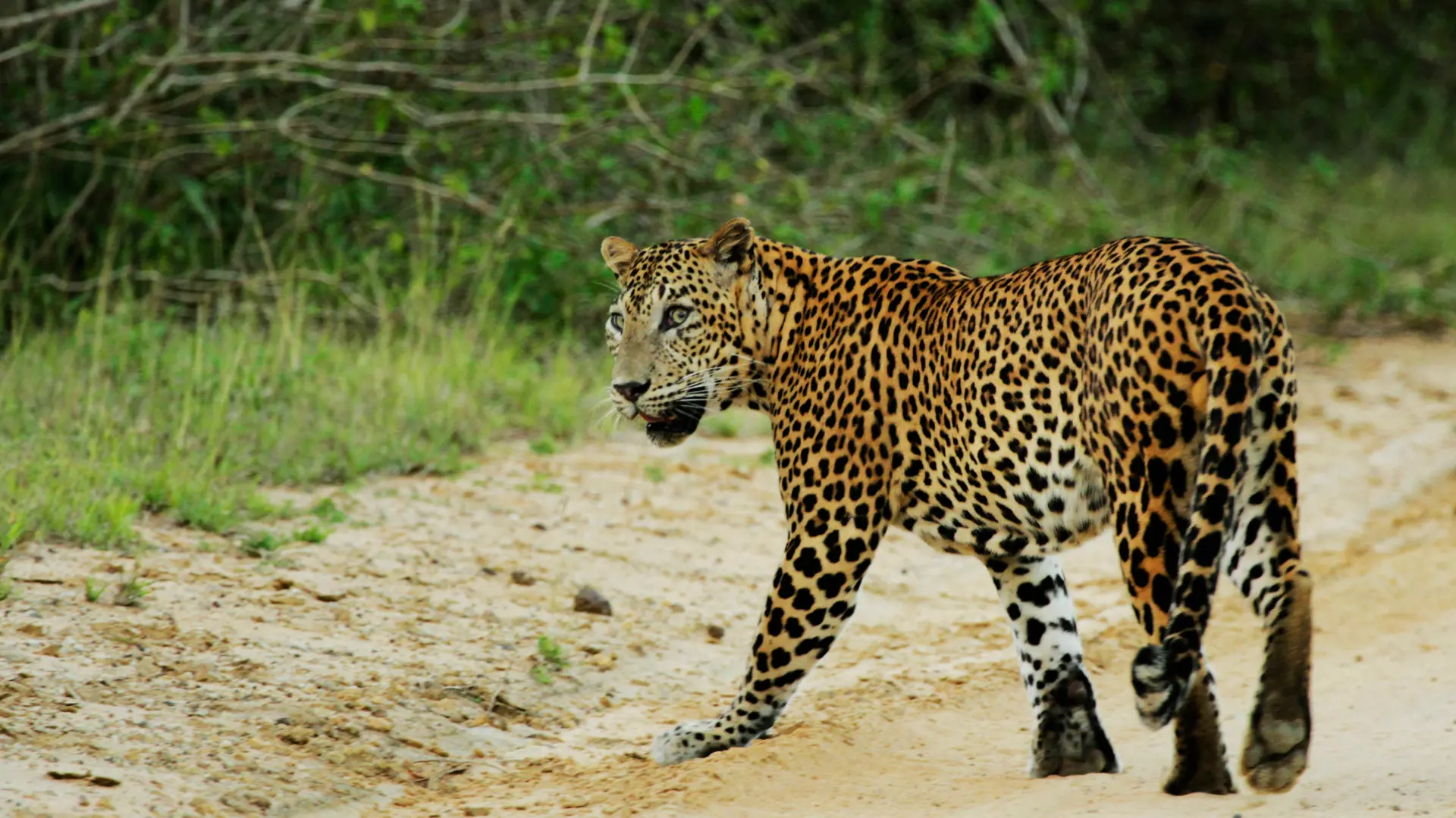 shutterstock_787199200 Sri Lankan leopard. This was captured at Wilpattu.jpg