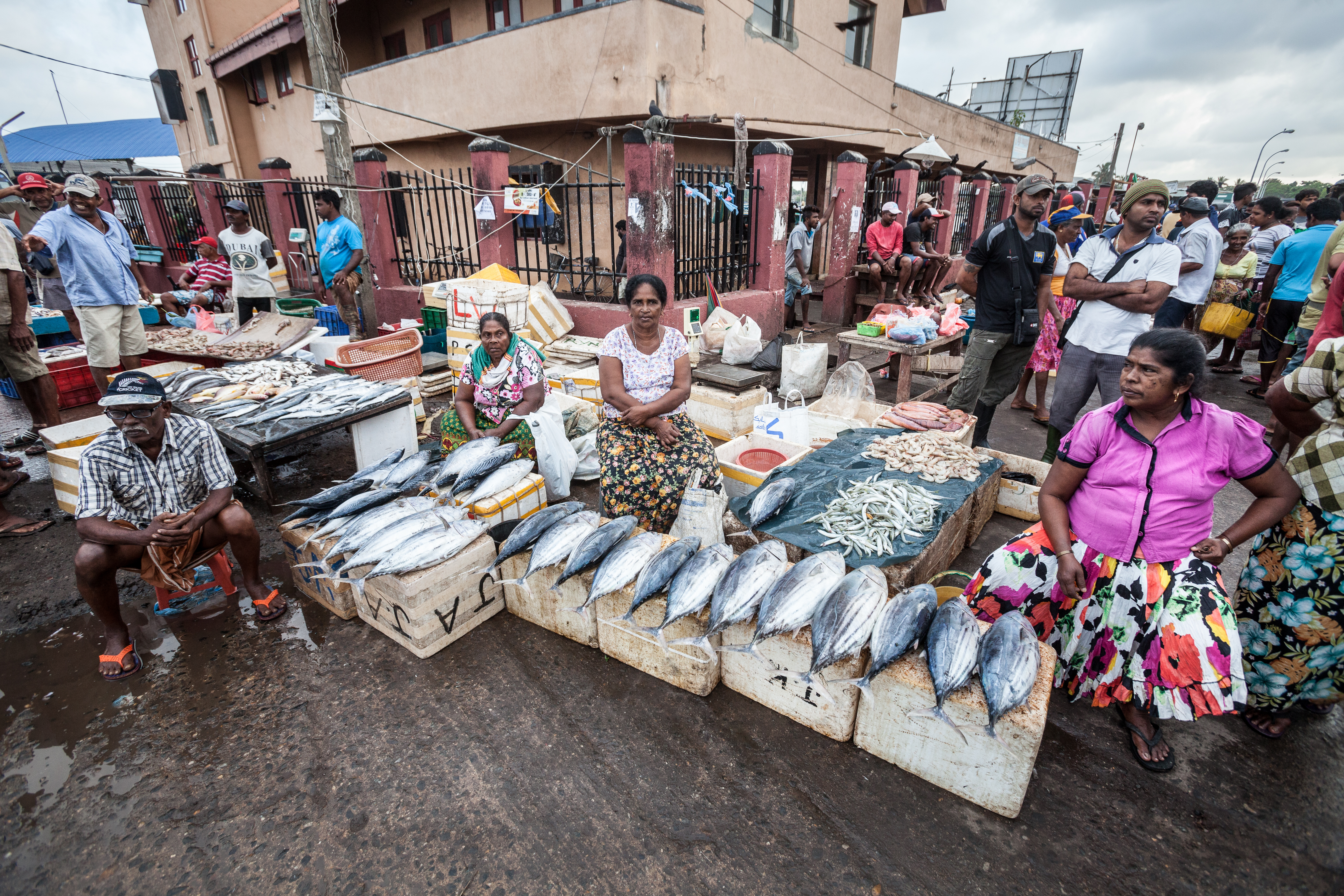 shutterstock_629334470 NEGOMBO, SRI LANKA. July 20, 2016 Sellers and buyers in the famous fish market in Negombo in Sri Lanka near Colombo..jpg