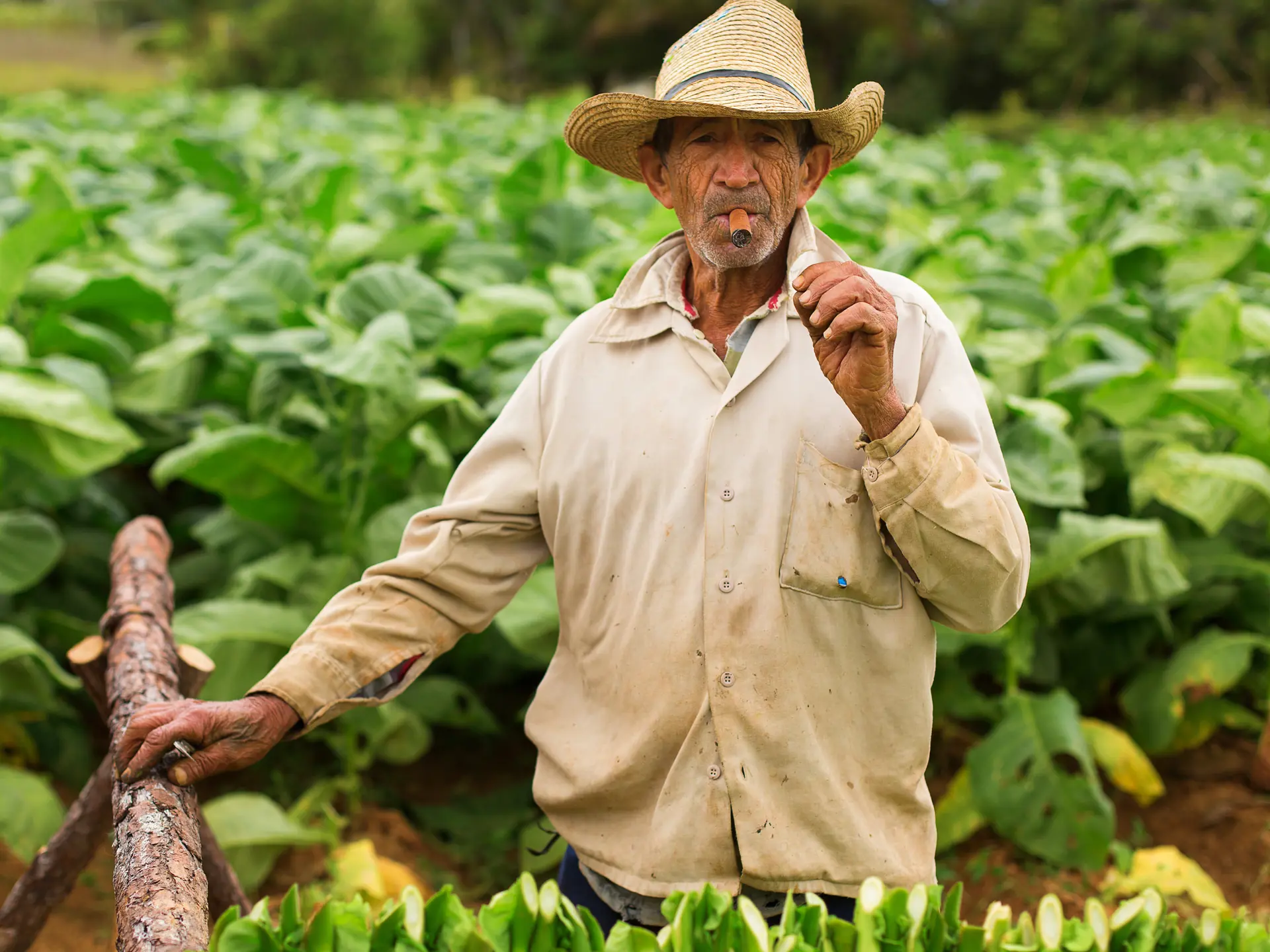 Bonde i tobaksmark i Viñales