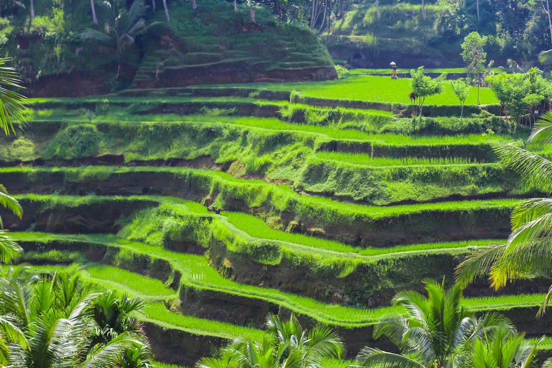 Green rice fields on Bali island, Jatiluwih near Ubud, Indonesia.jpg