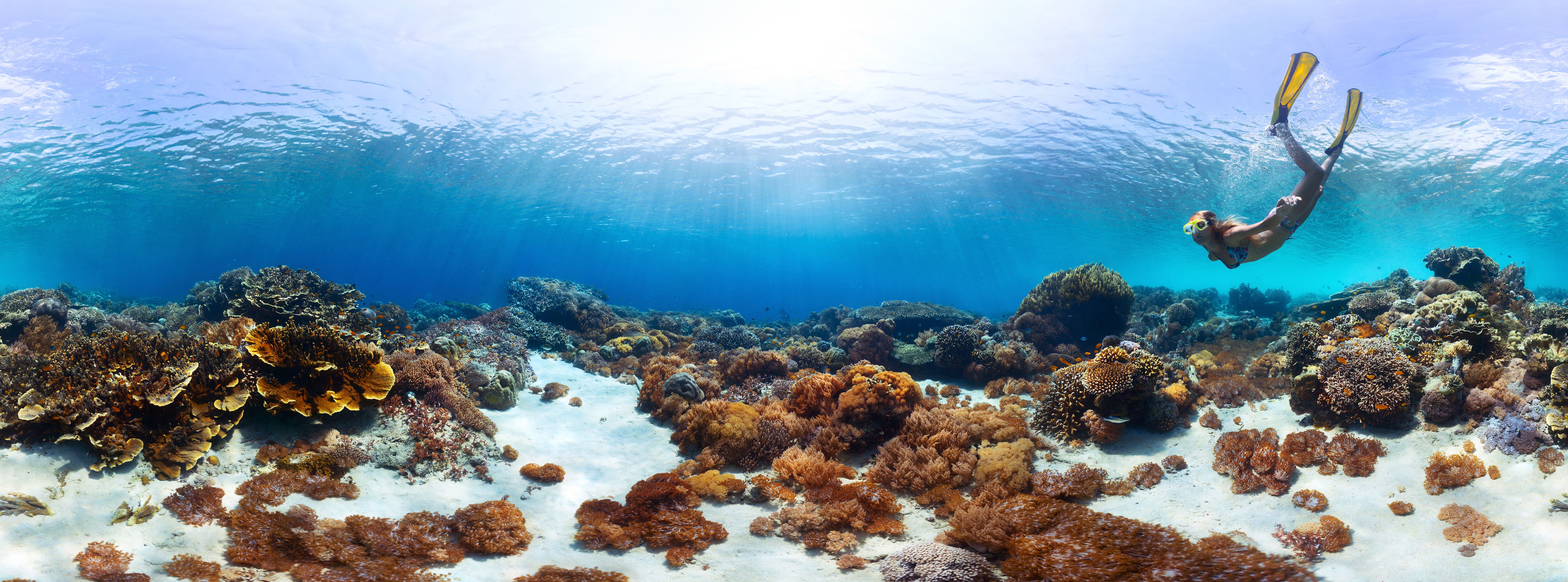 Underwater panorama of the young lady snorkeling over vivid coral reef in tropical sea. Bali Barat National Park, Indonesia.jpg