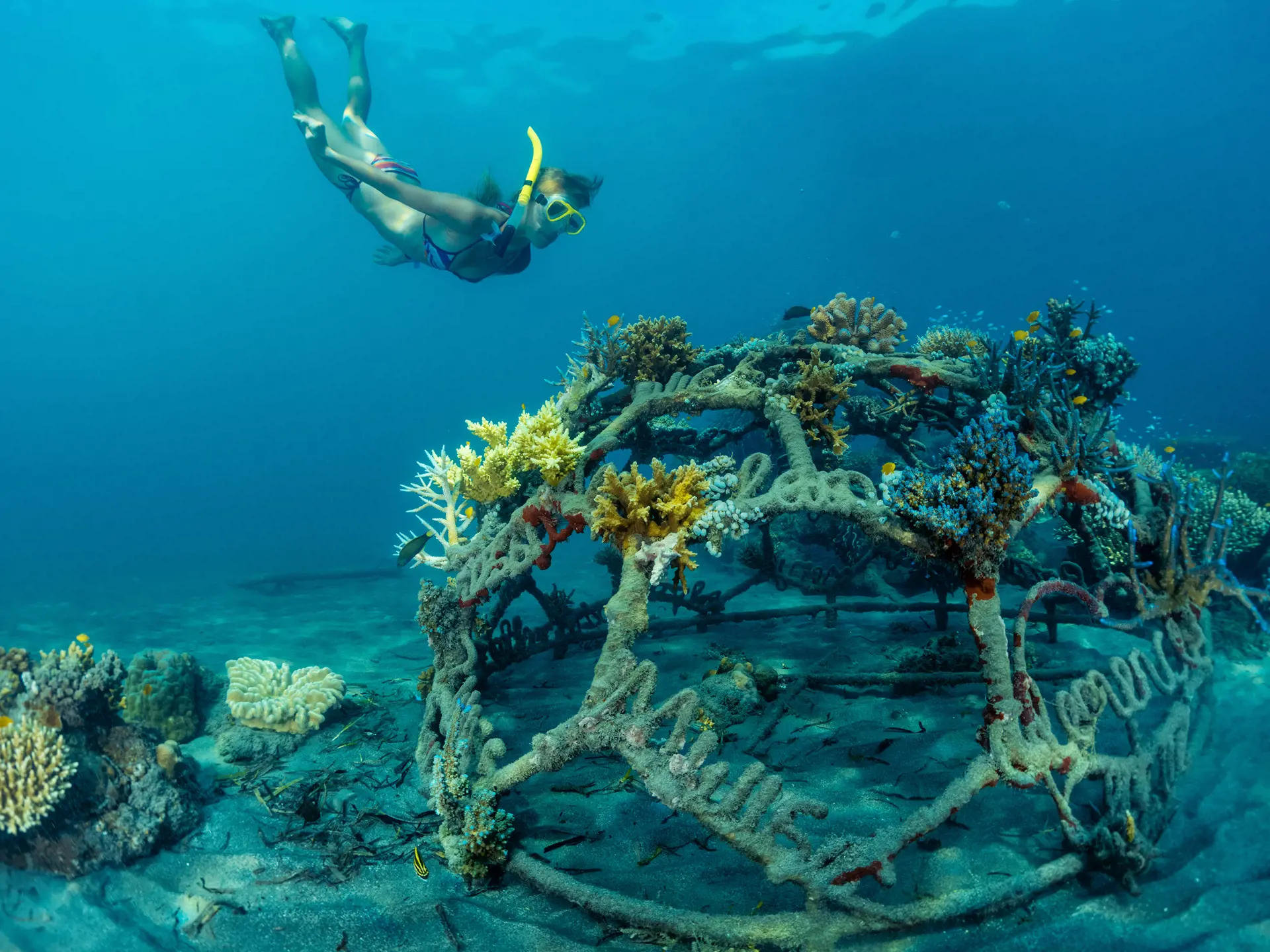 shutterstock_464316590 Young lady snorkeling over metal structure with baby corals in the reef restoration area in Pemuteran.jpg