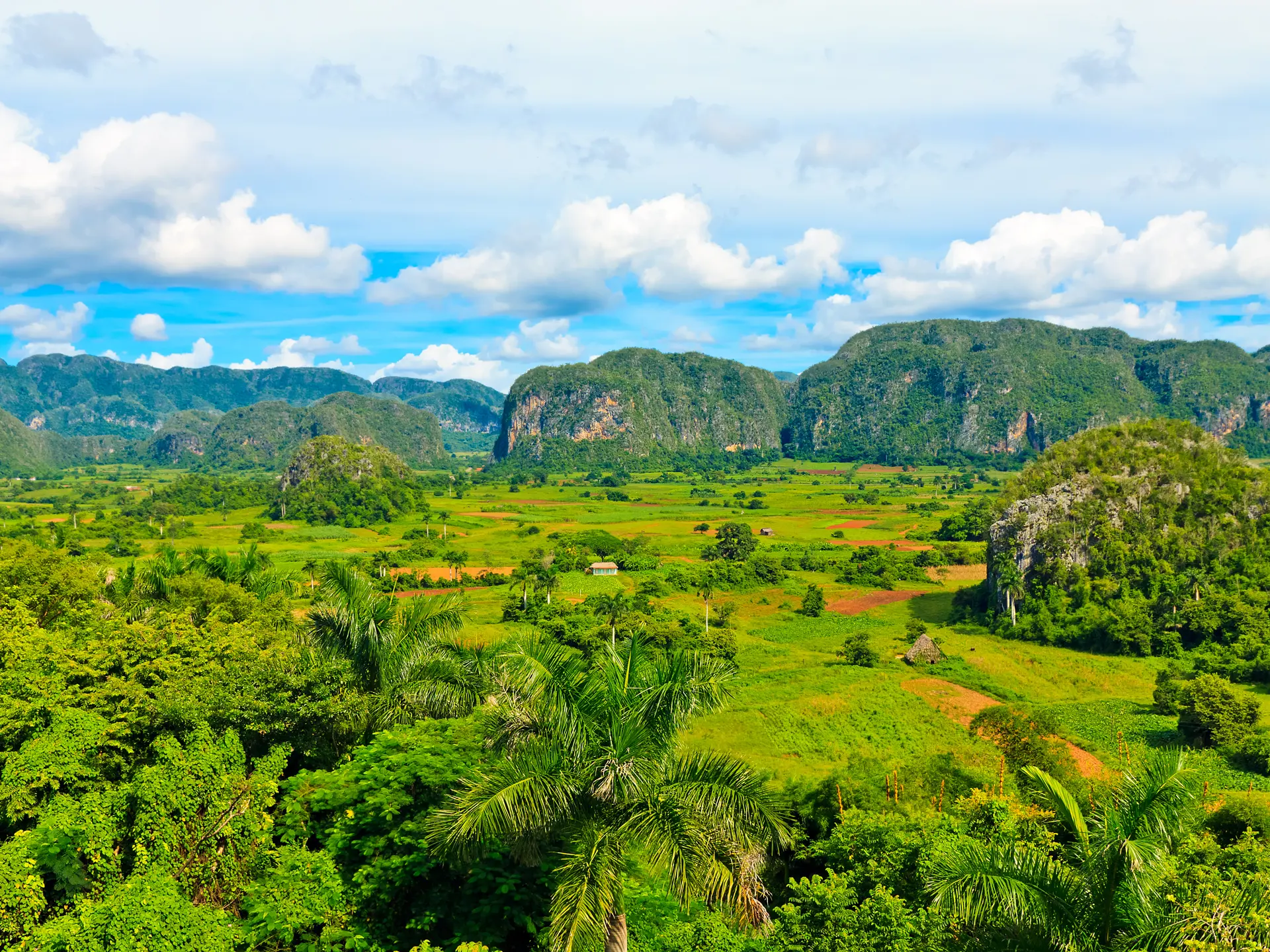 shutterstock_86617834 Vinales valley in Cuba, a major tobacco growing area.jpg