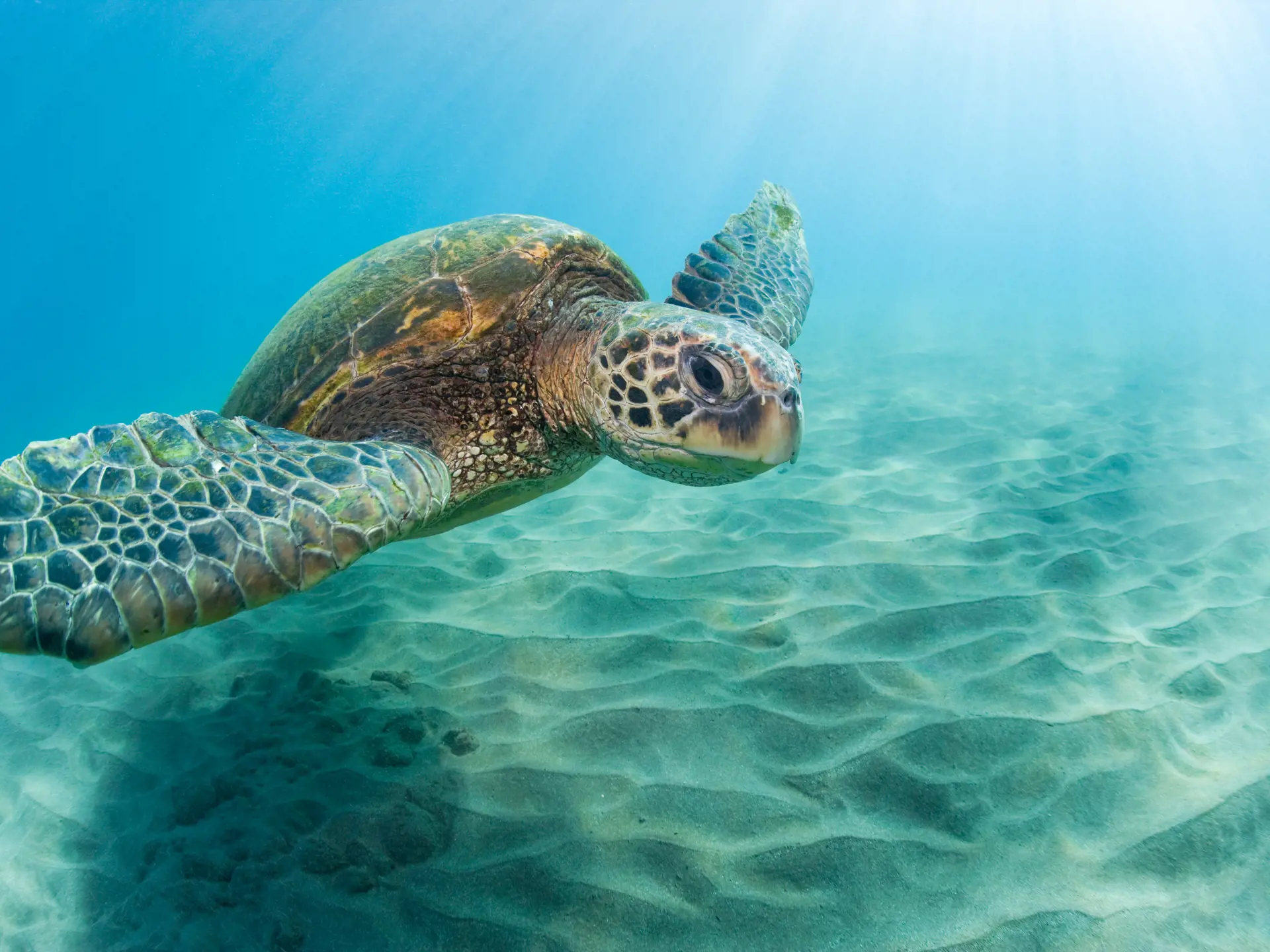Grøn havskildpadde på Hawaii.jpg