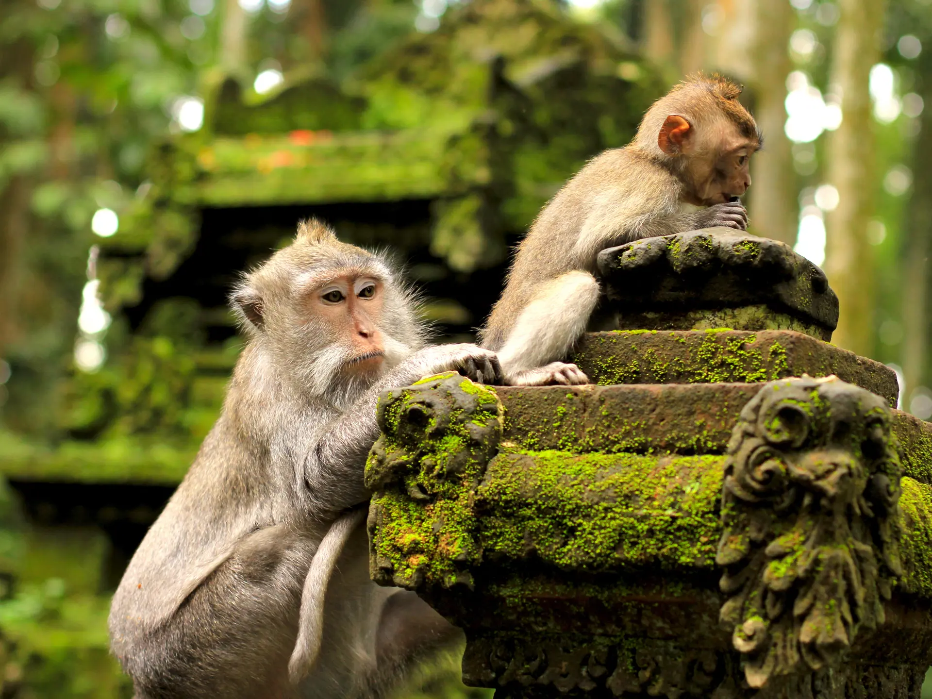 Monkey in Sangeh, Bali, Indonesia.jpg