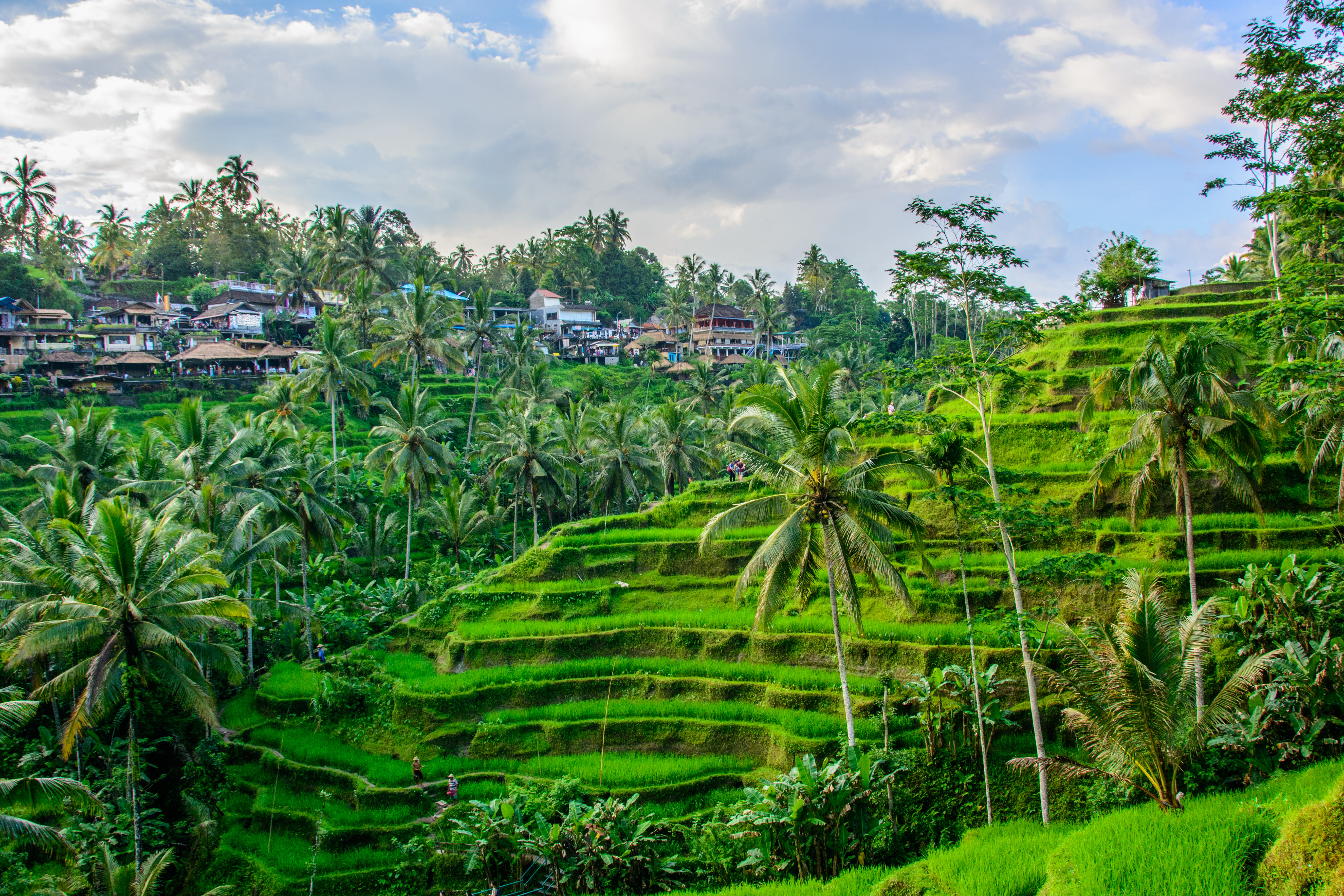 Risterrasser udenfor Ubud.jpg