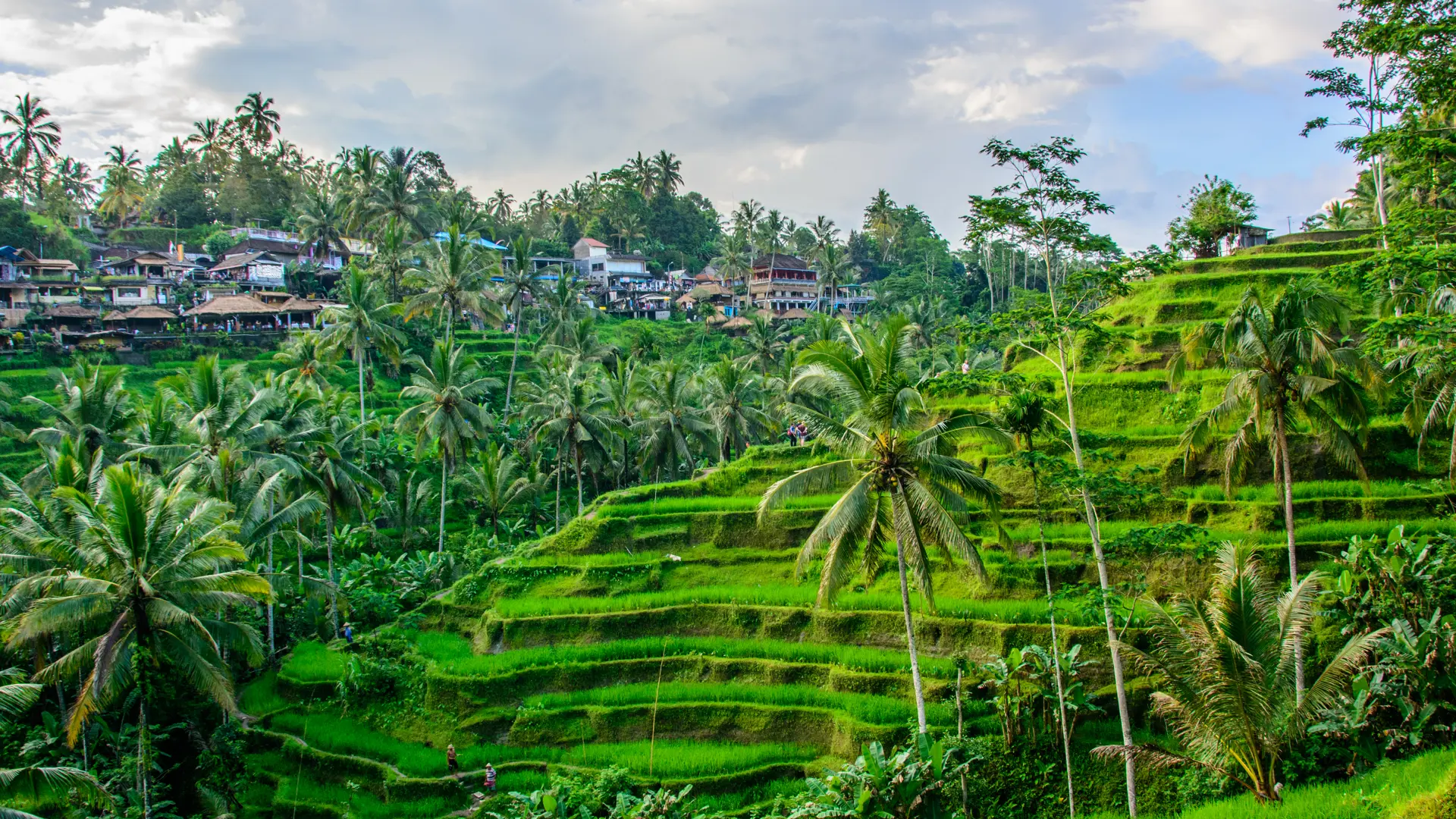 Risterrasser udenfor Ubud.jpg