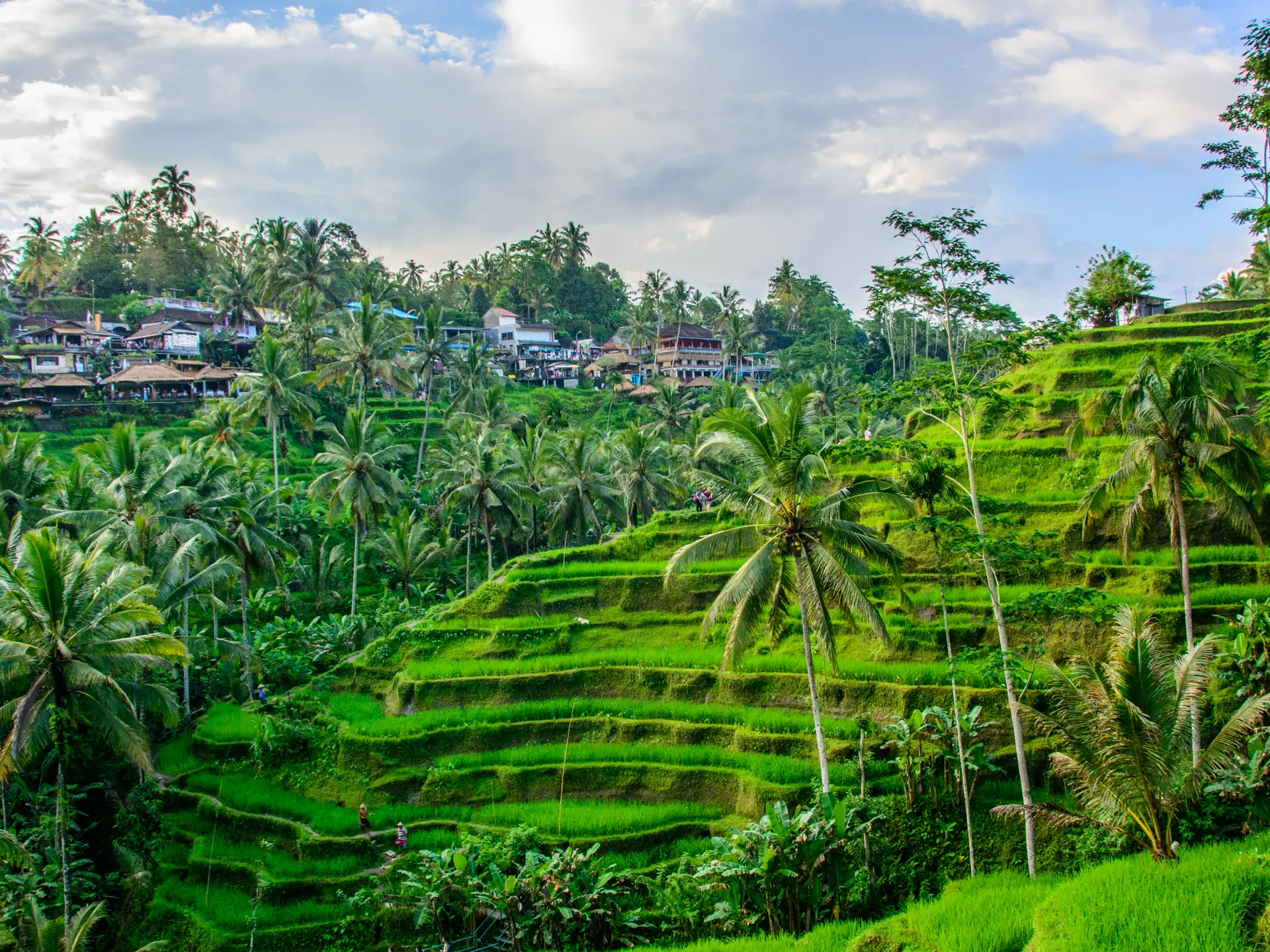 Risterrasser udenfor Ubud.jpg