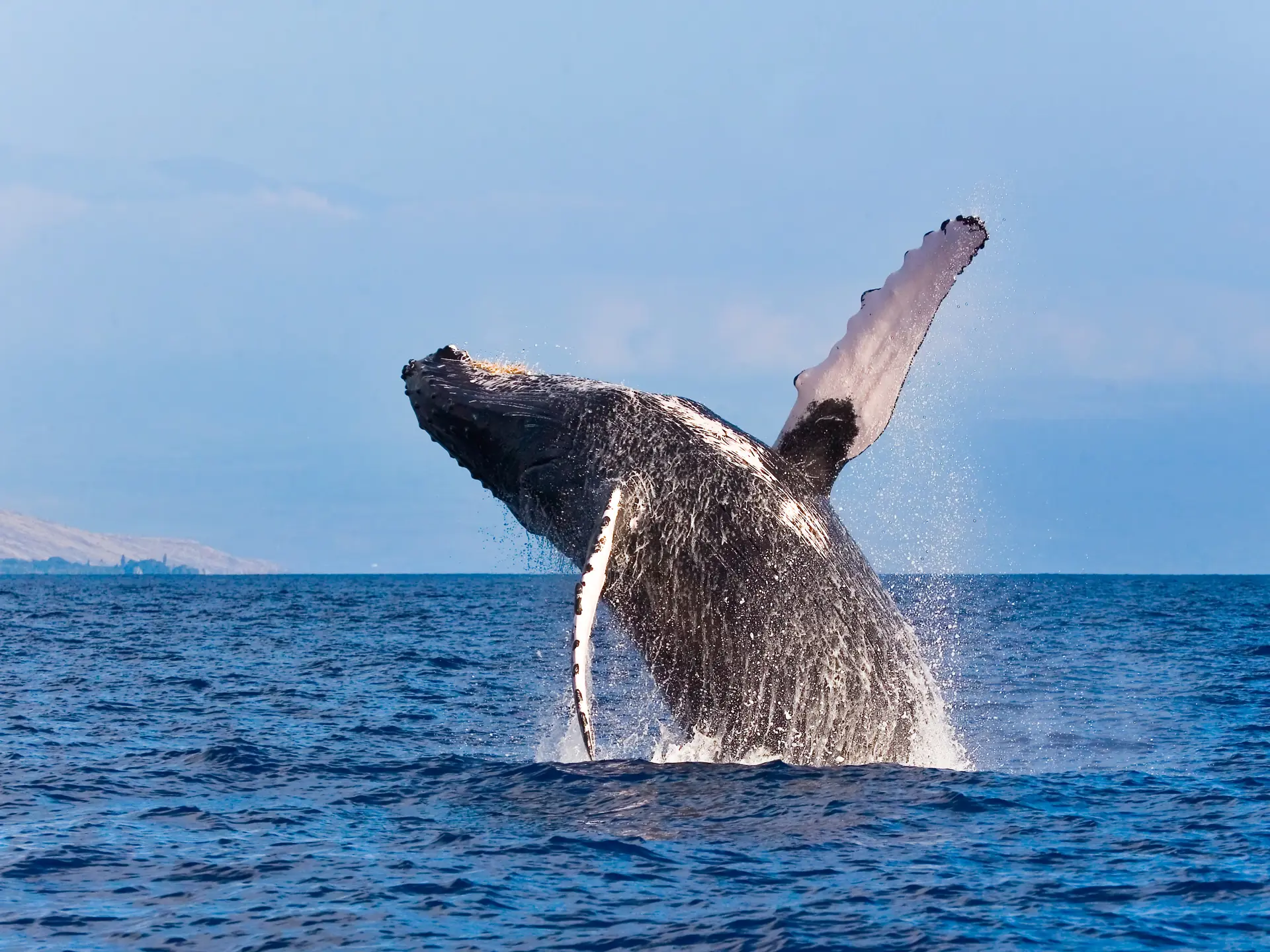 Pukkelhval, Maui.jpg