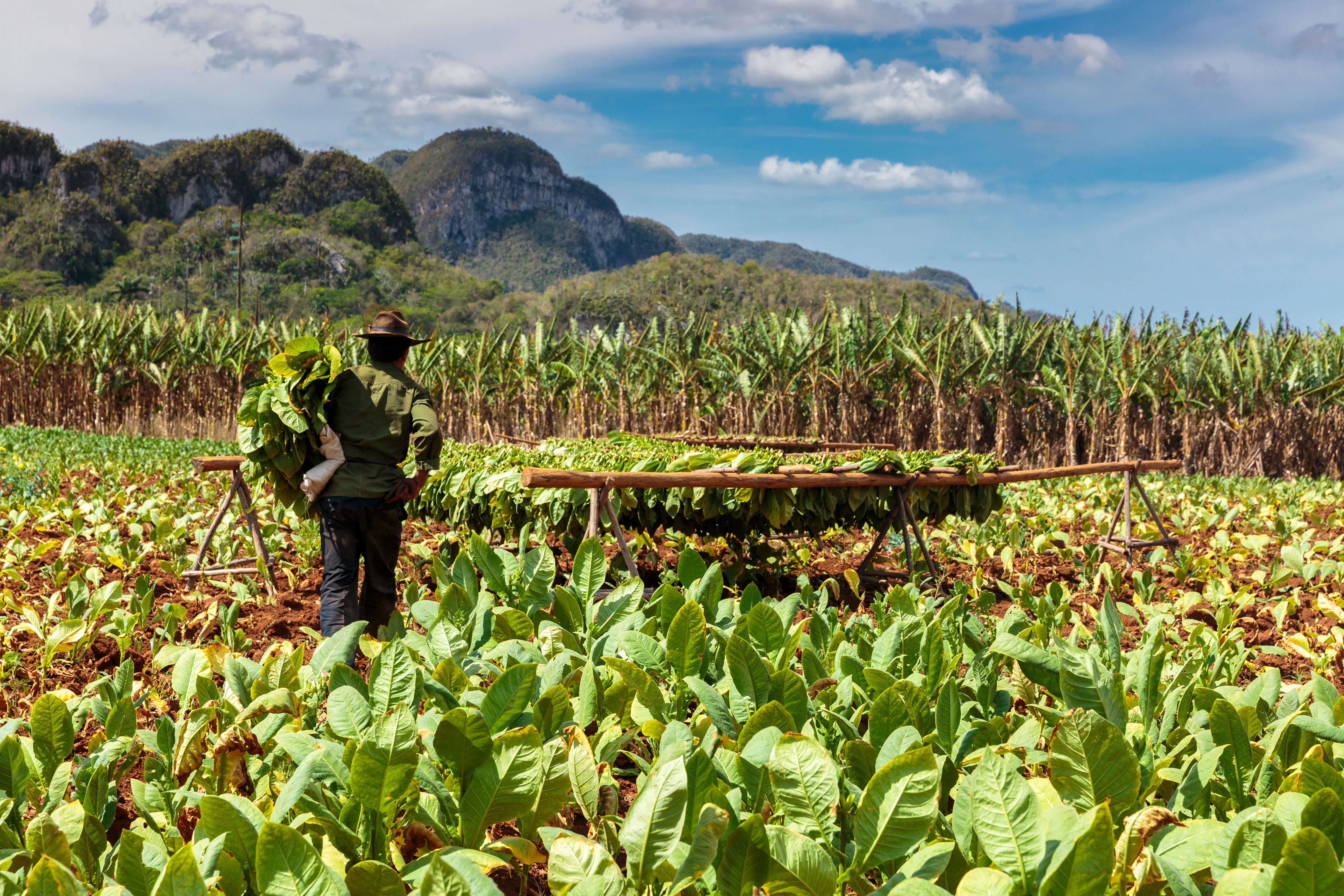 shutterstock_322728248 Tobacco plantation in the Vinales valley, north of Cuba.jpg