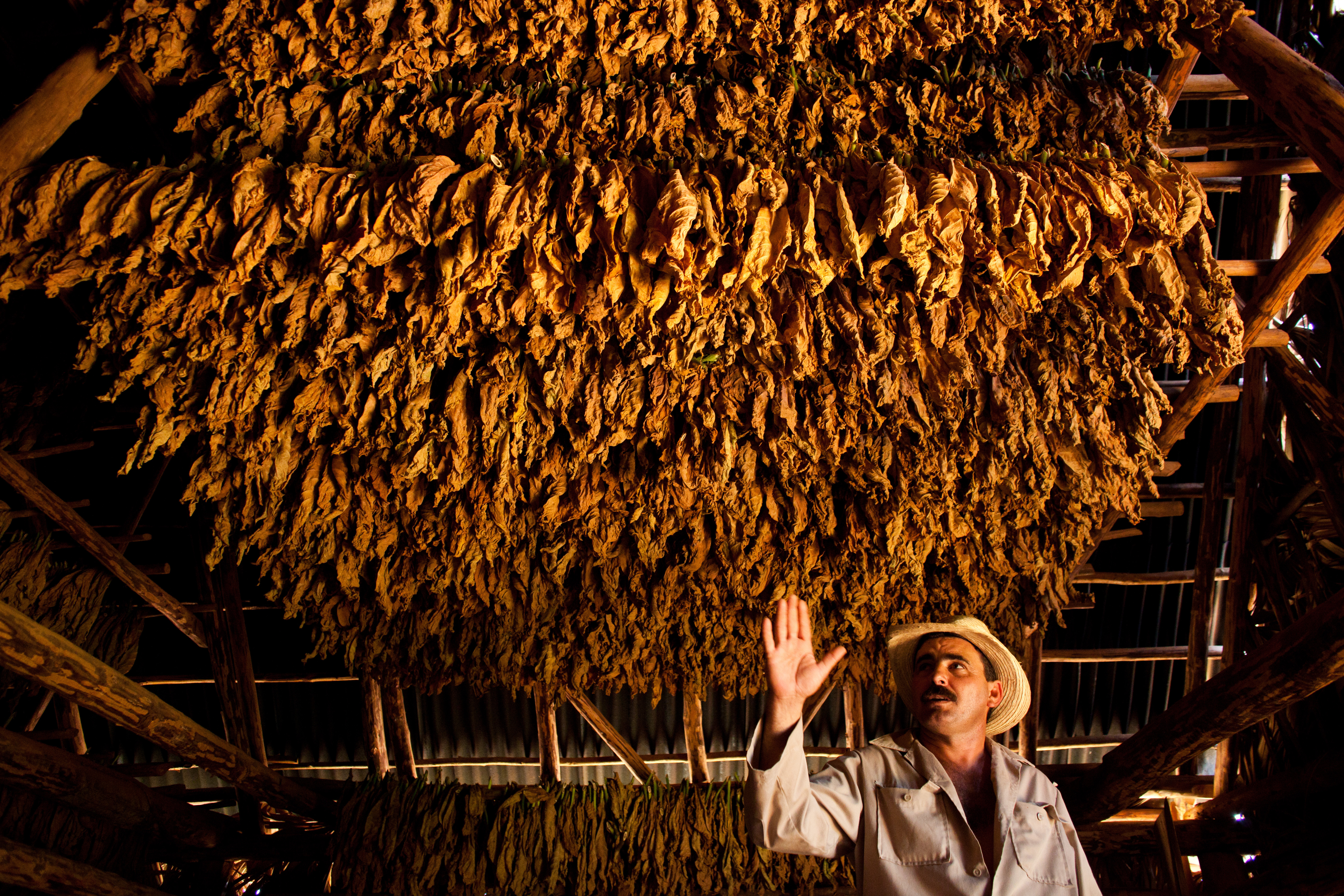 shutterstock_150004355  tobacco farmer shows his drying tobacco leaves in Vinales.jpg