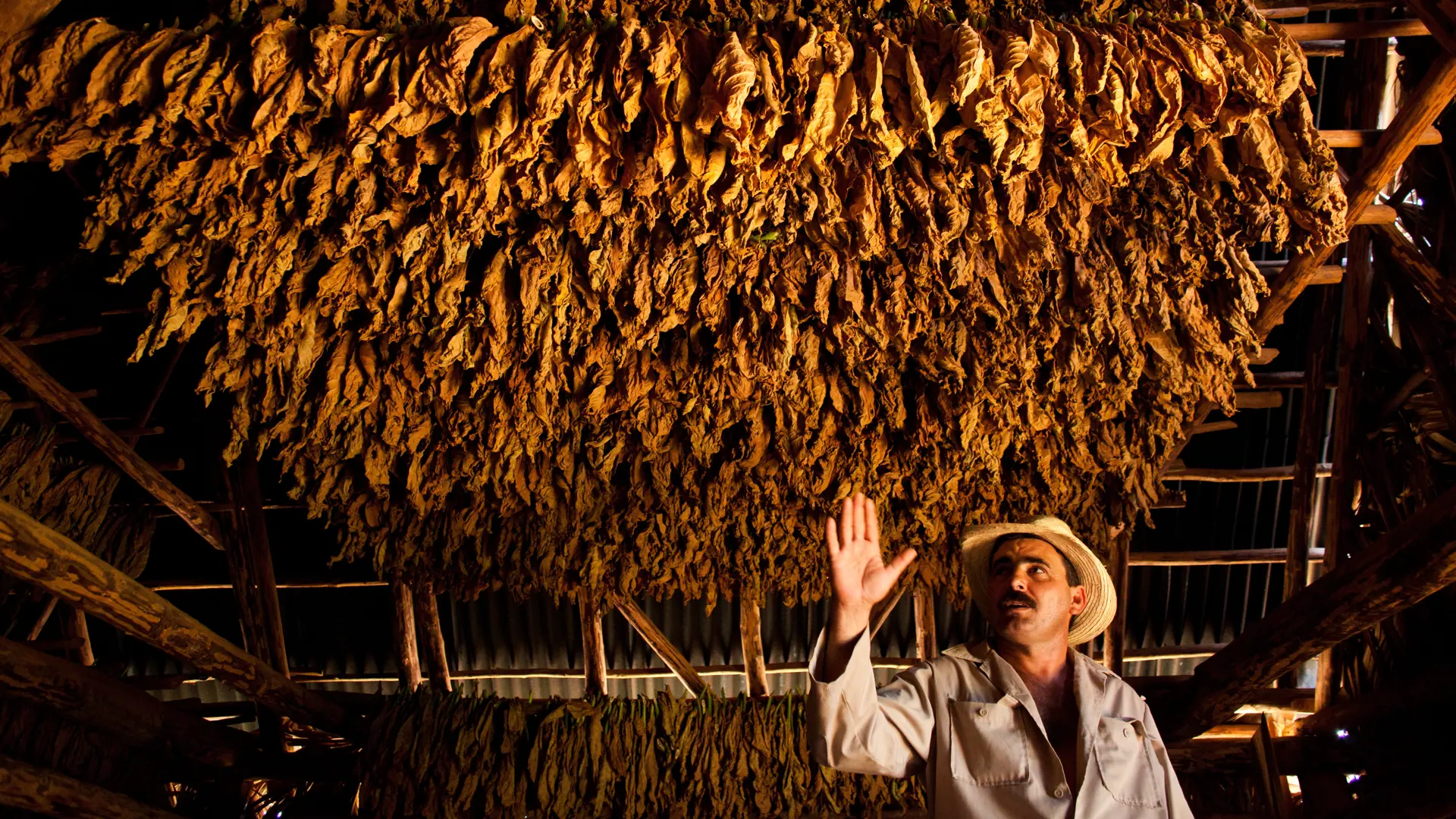 shutterstock_150004355  tobacco farmer shows his drying tobacco leaves in Vinales.jpg