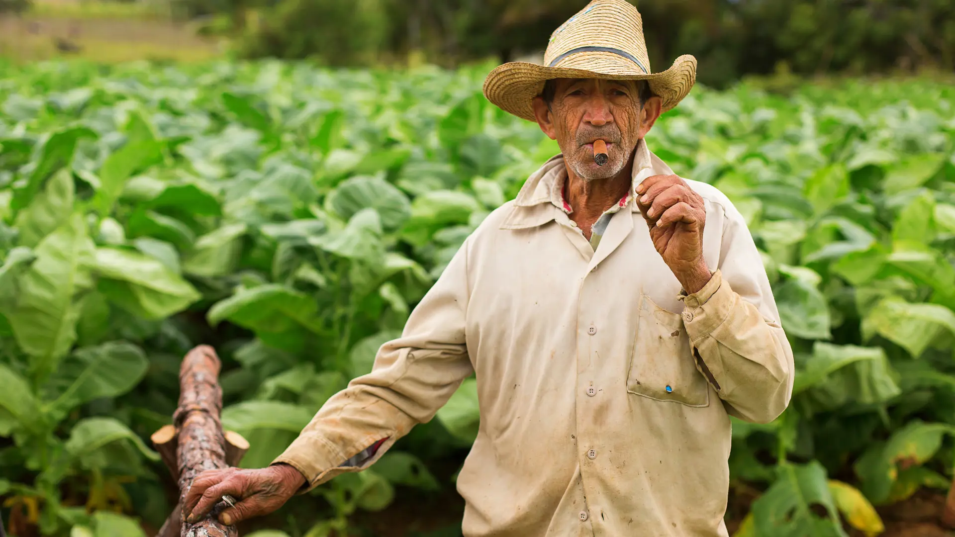 shutterstock_262730543 Unknown man working on tobacco field.jpg