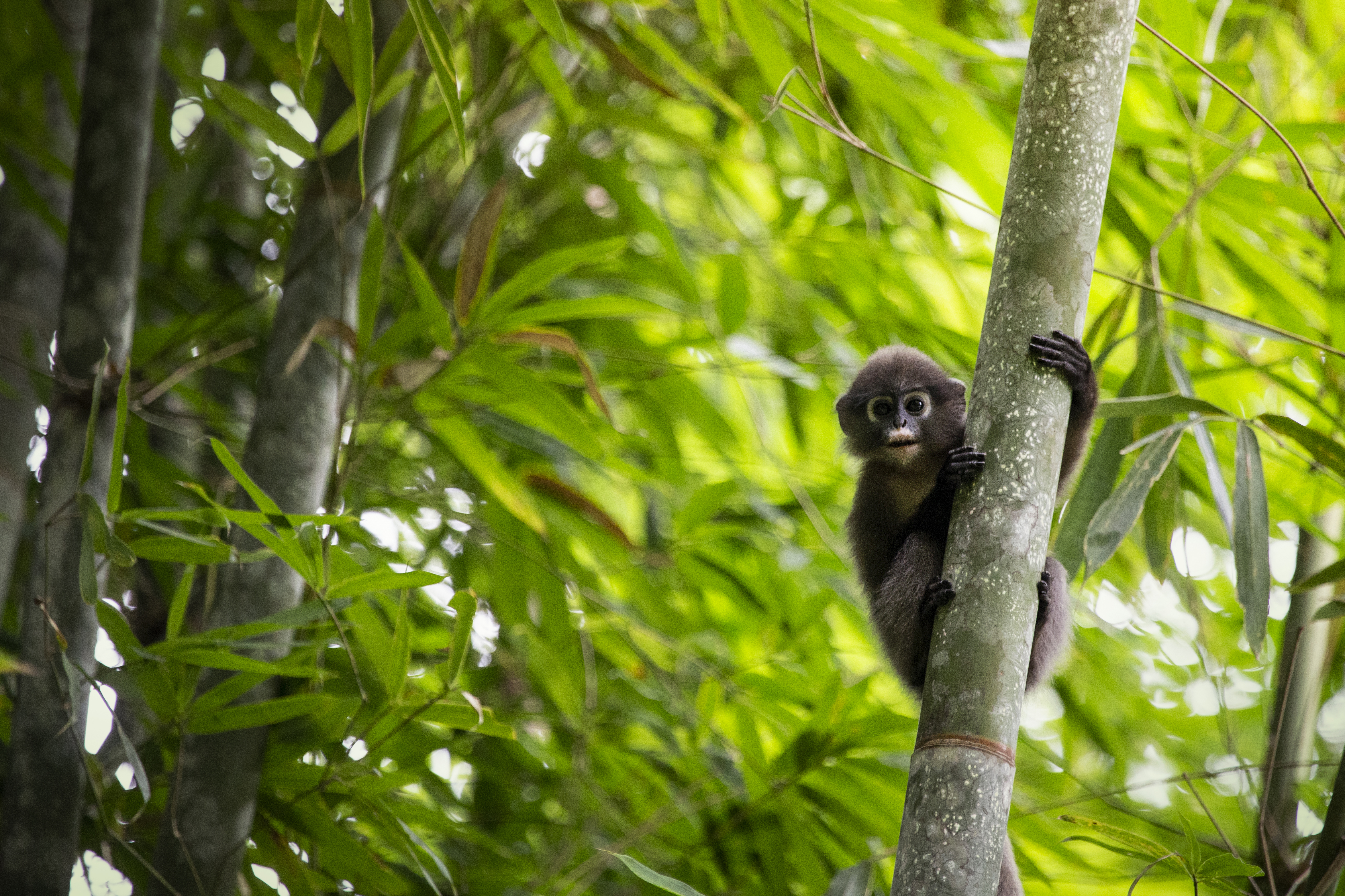 w Elephant Hills Khao Sok National Park Thailand Wildlife - Dusky Langur 1.jpg