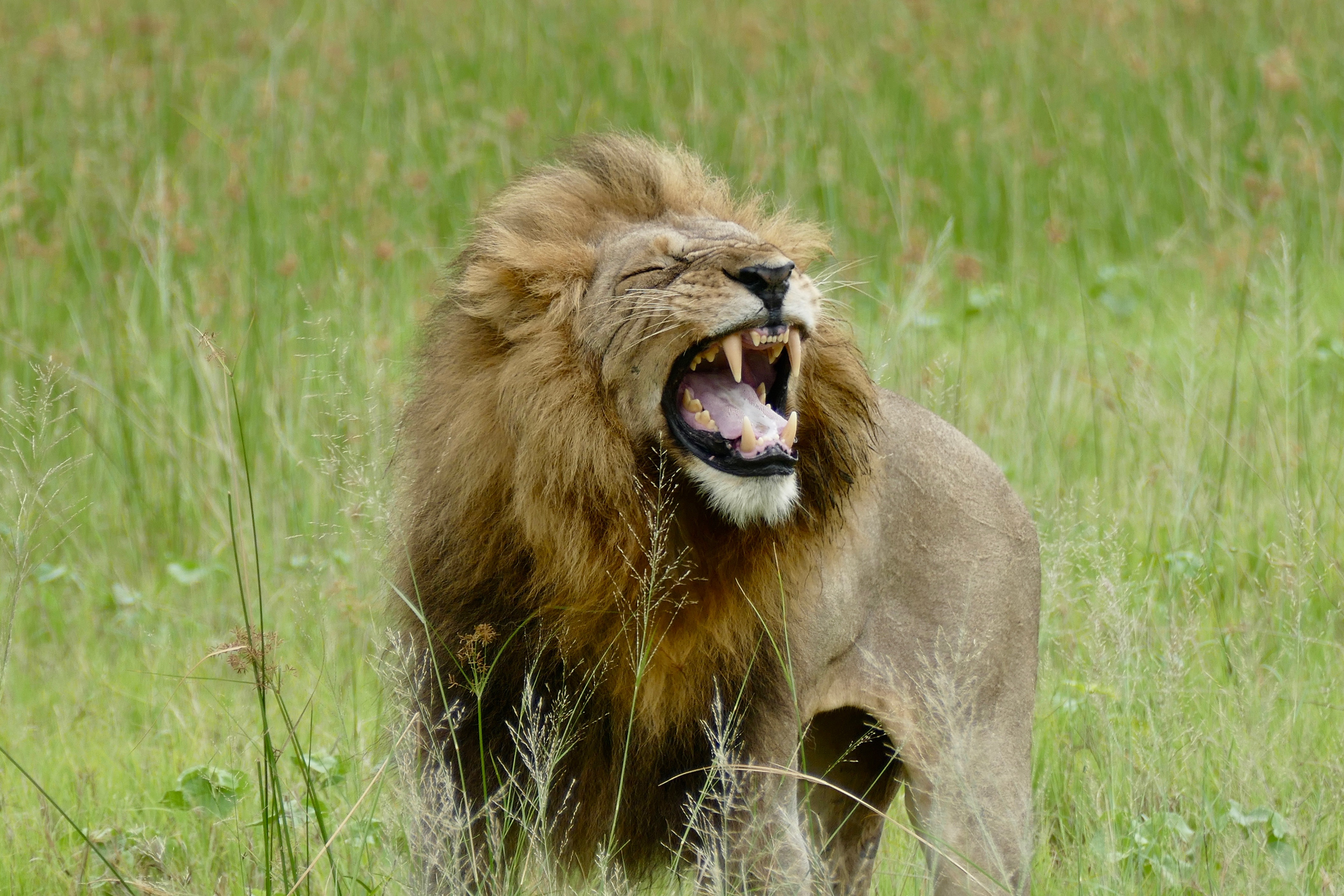 Dyr Serengeti7