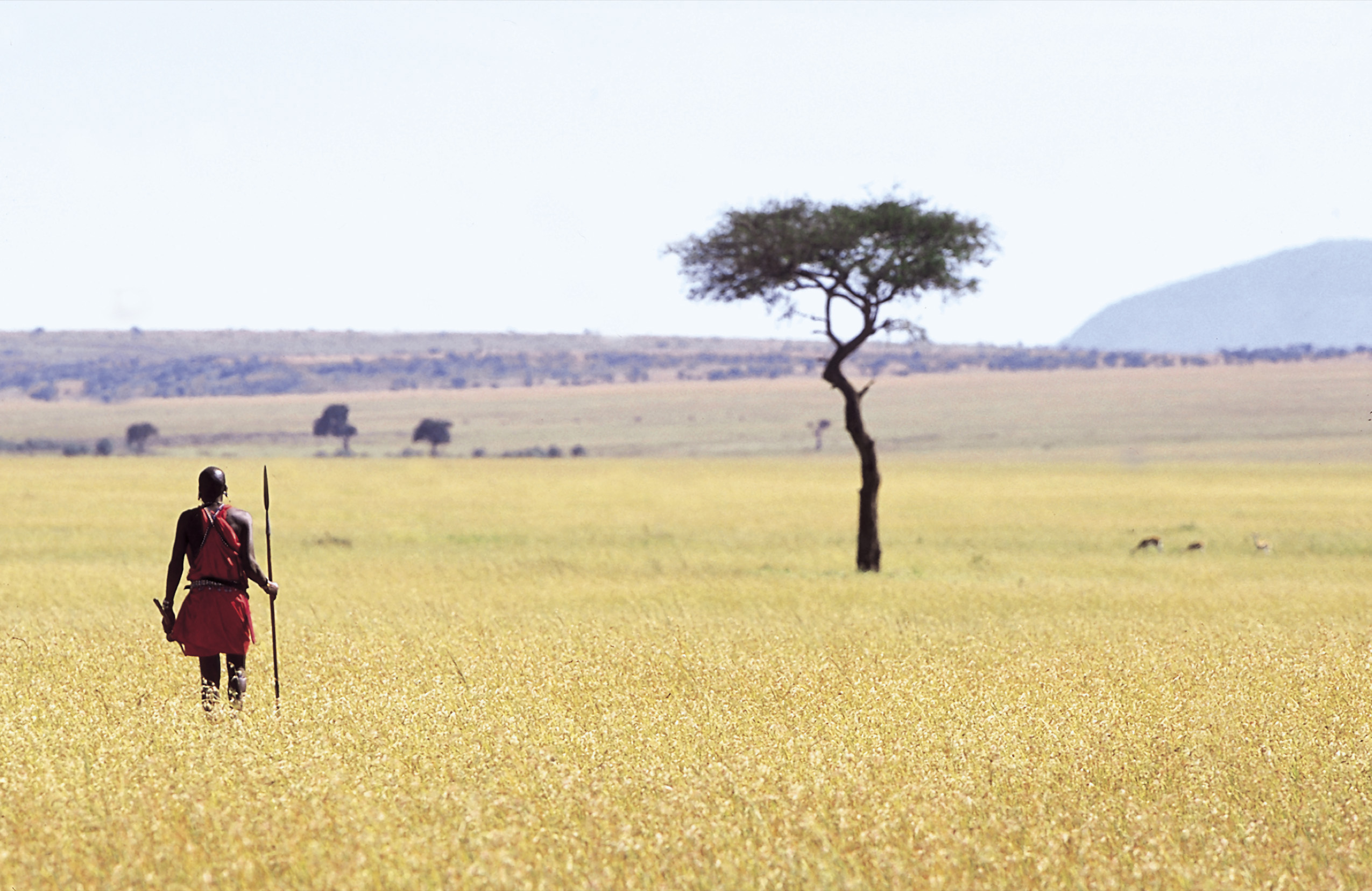 Dyr Serengeti14
