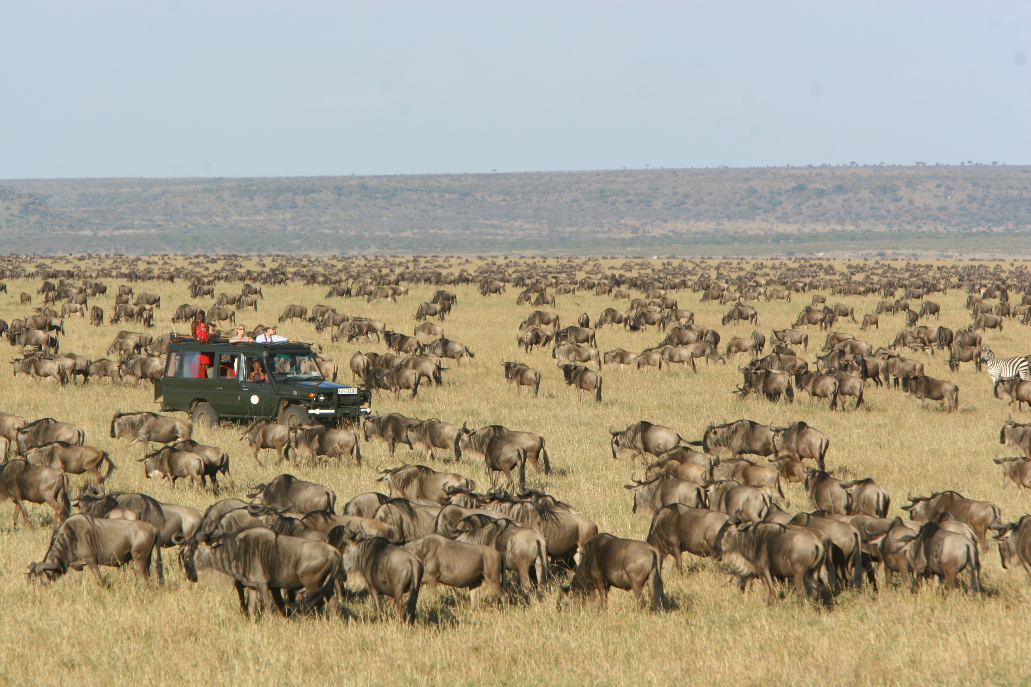 Dyr Serengeti16