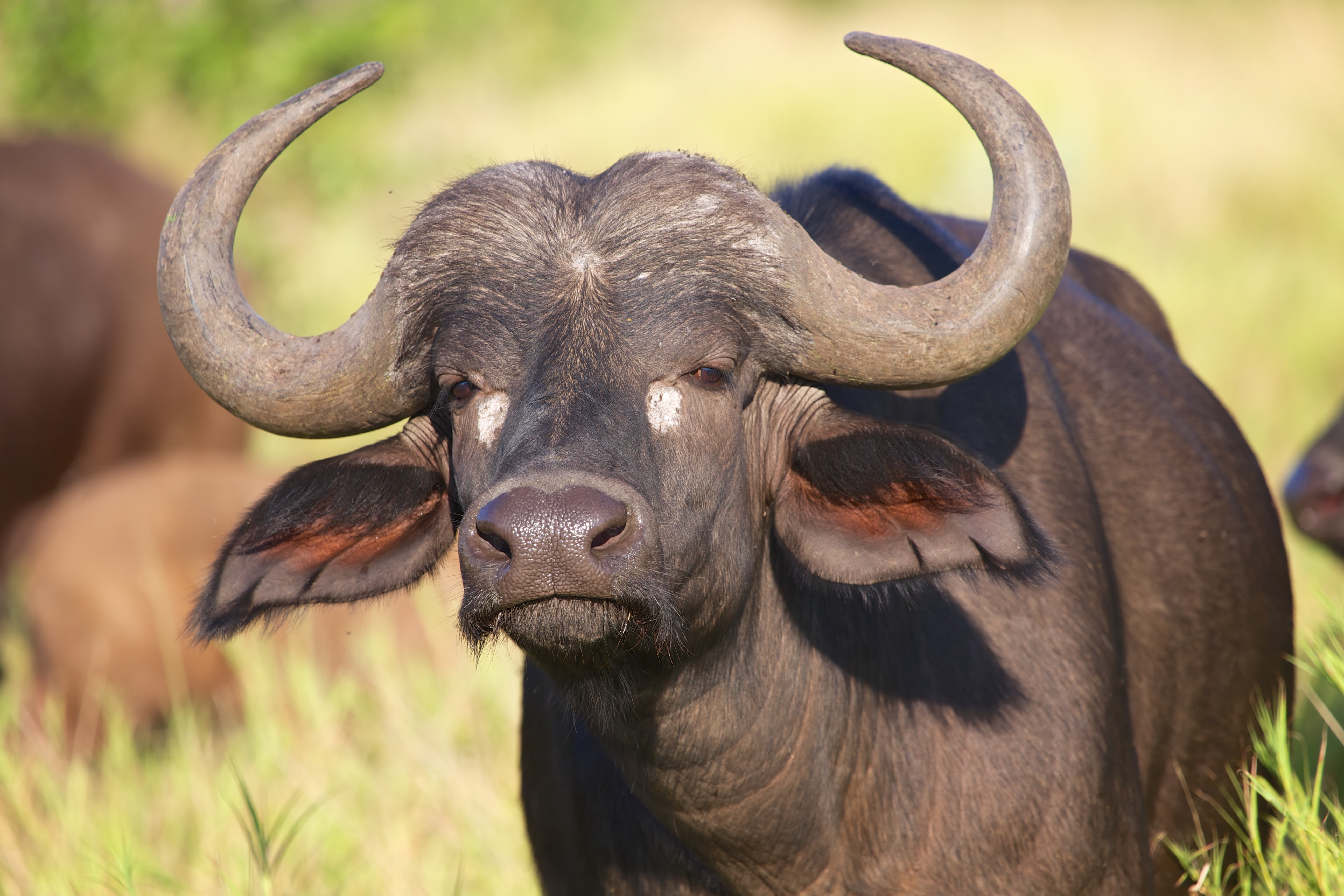 Dyr Kenya Mara39