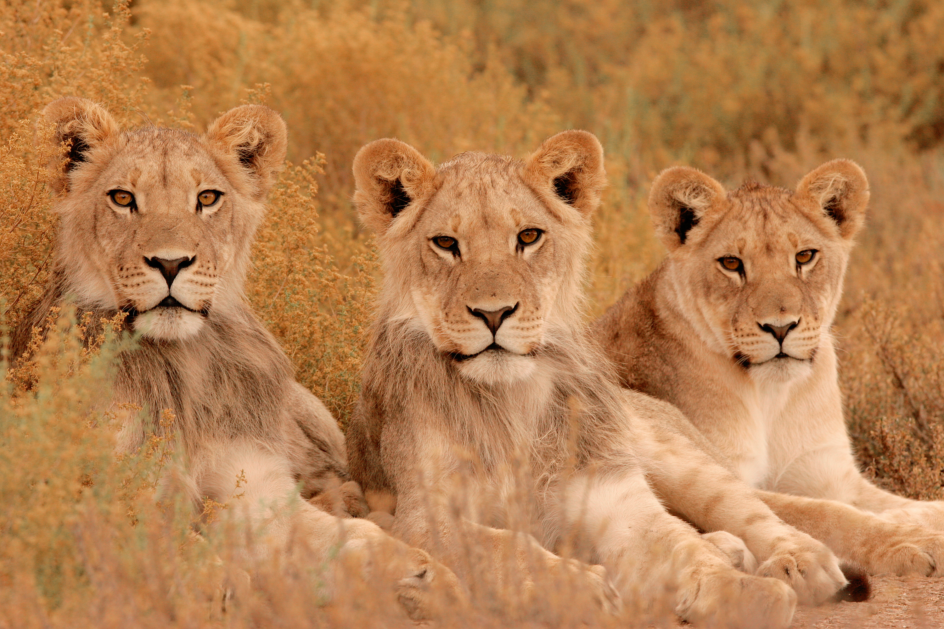 Kenya Hitta resor till Kenya med CPT här