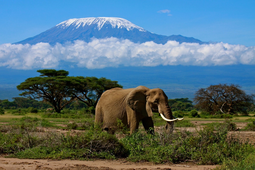 Dyr Amboseli10