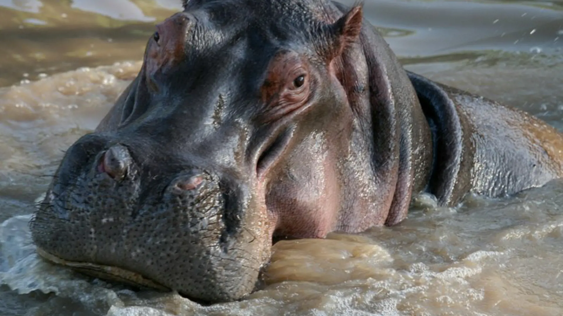 Hippo (3)