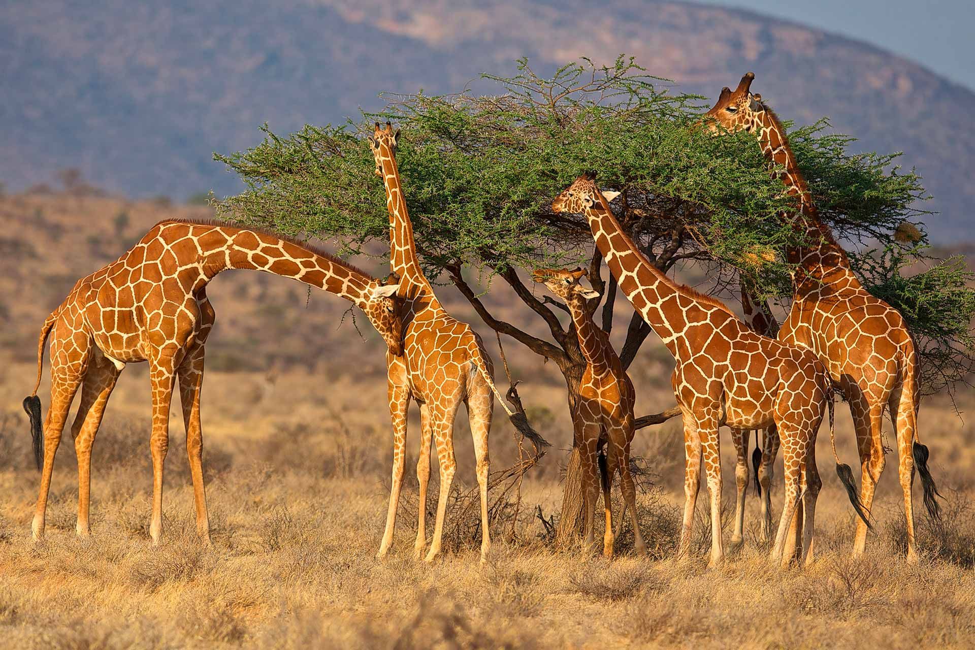 Giraffer Samburu Kenya