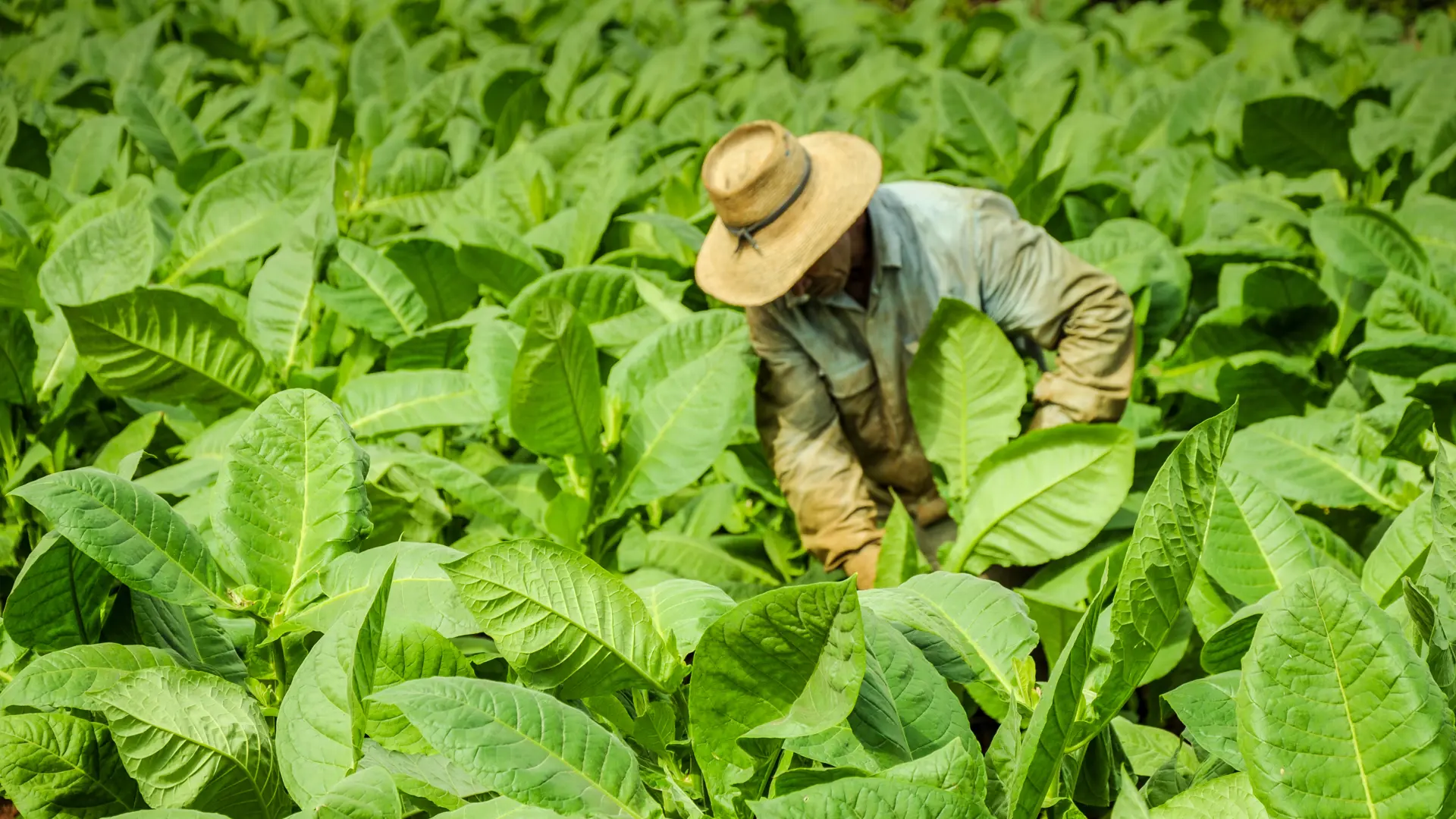 shutterstock_239133820 Man working on Cuba tobacco plantation in Vinales Valley.jpg