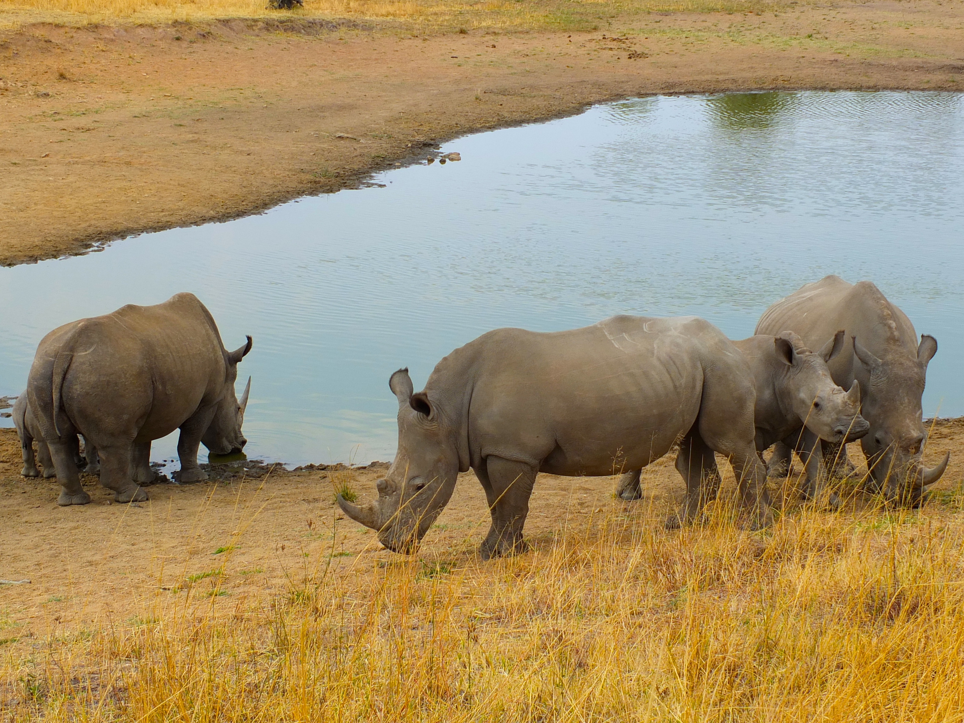 Kenya Dyr Foto12 (1)