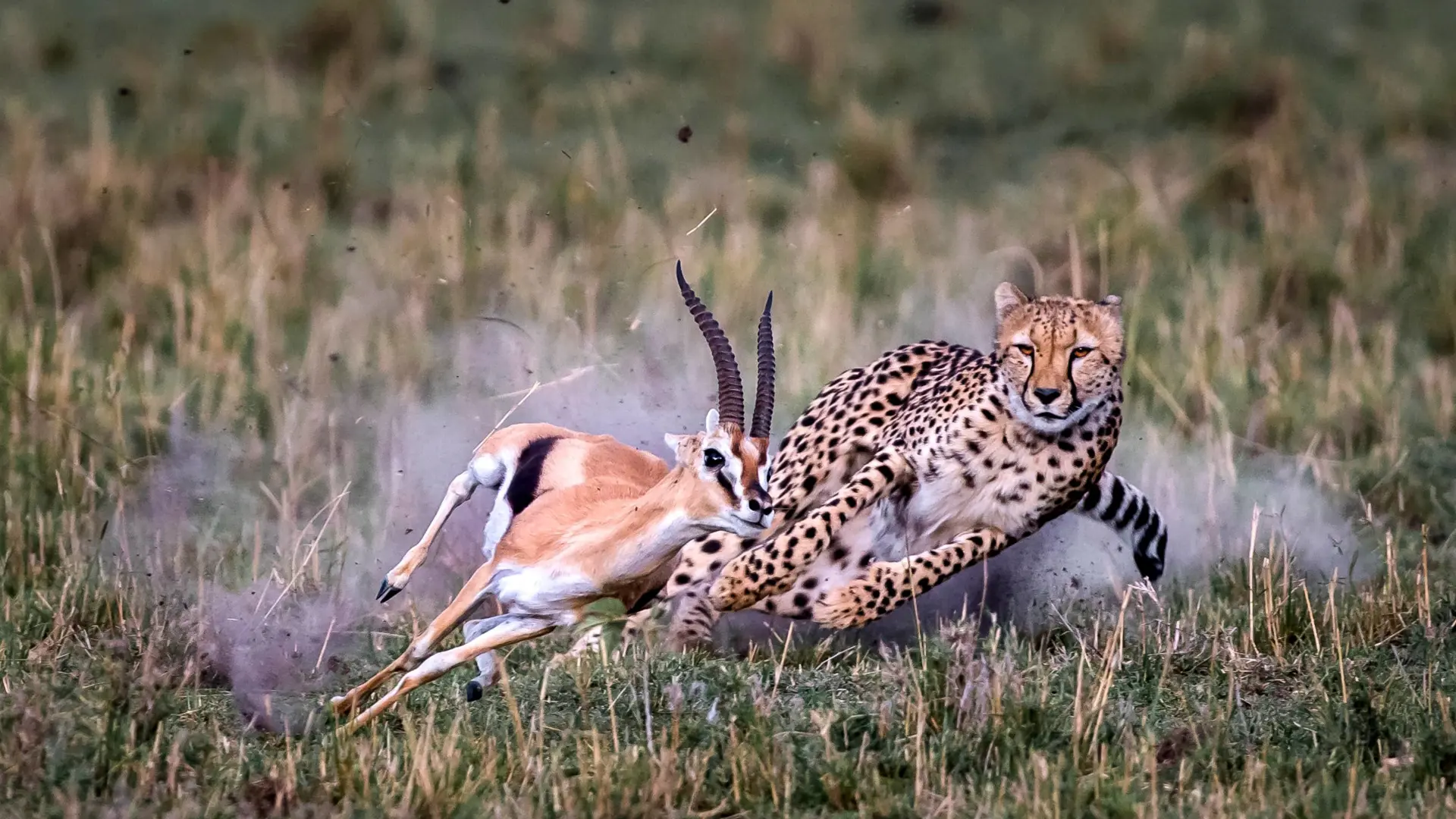 Kenya Dyr Foto22