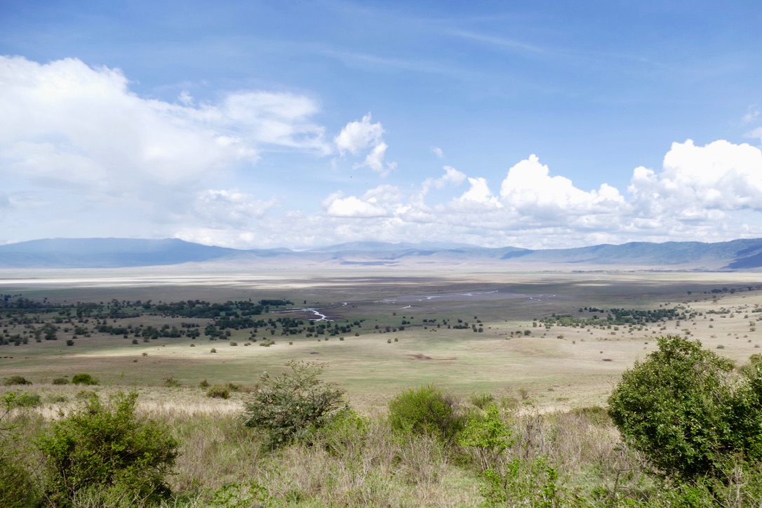 Dyr Ngorongoro9