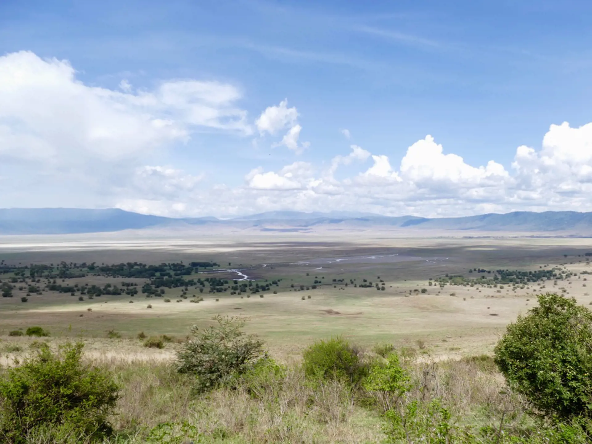 Dyr Ngorongoro9