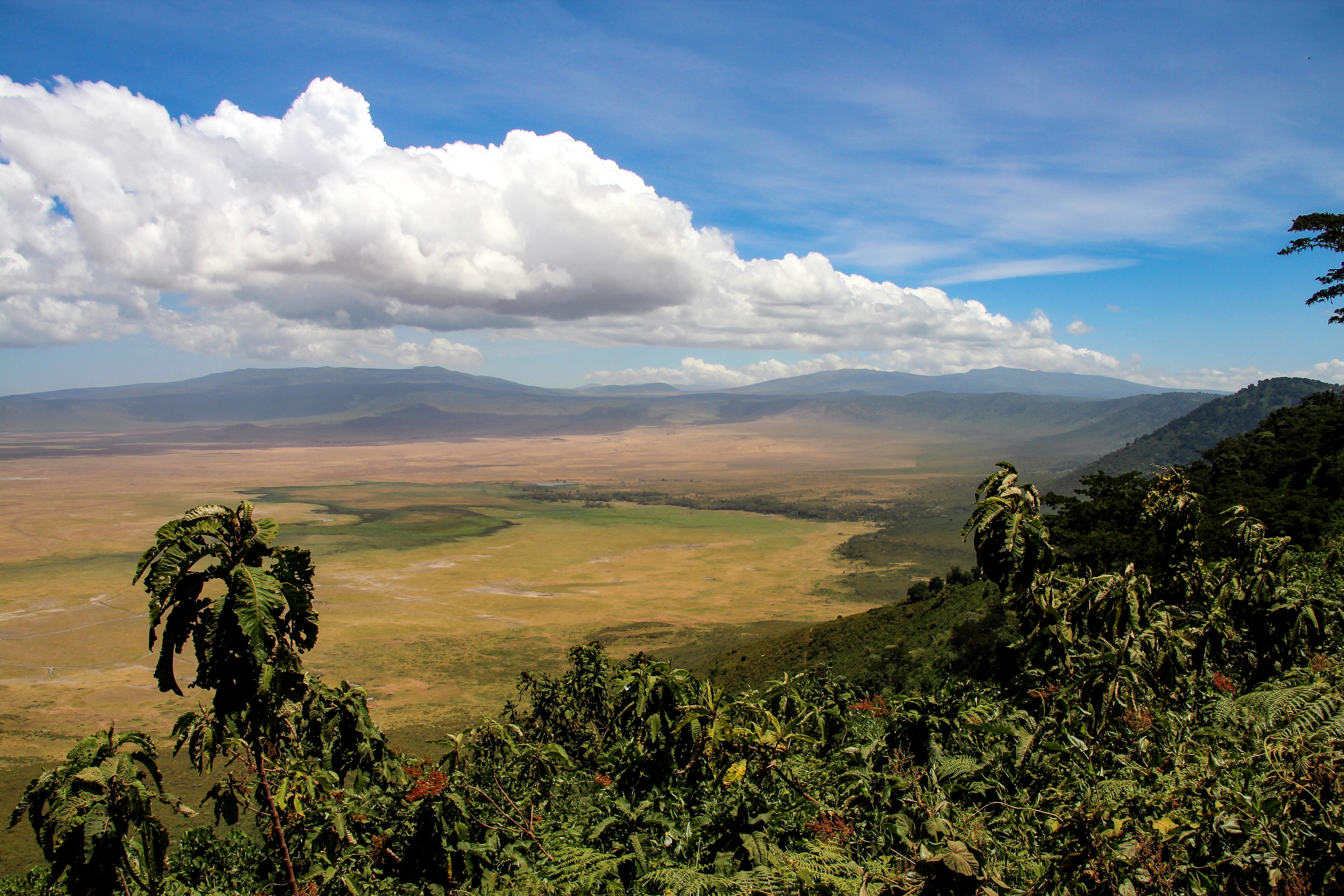 Dyr Ngorongoro16